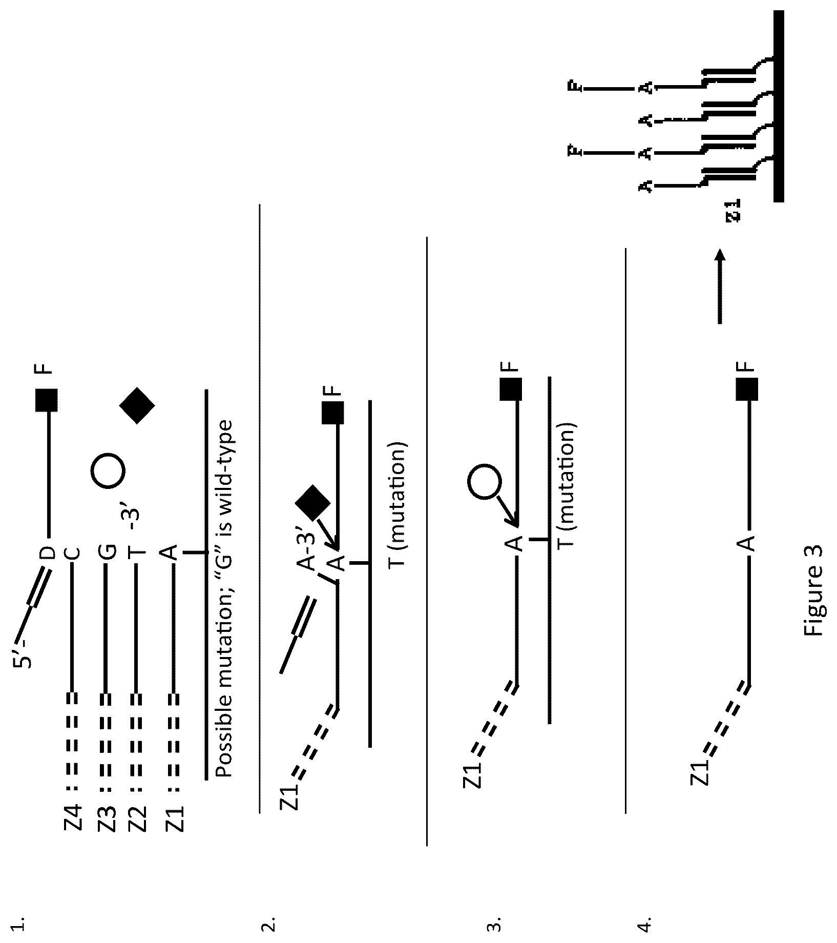 Patent US12174176 Figure 3 – Method for relative quantification of nucleic acid sequence, expression, or copy changes, using combined nuclease, ligation, and polymerase reactions