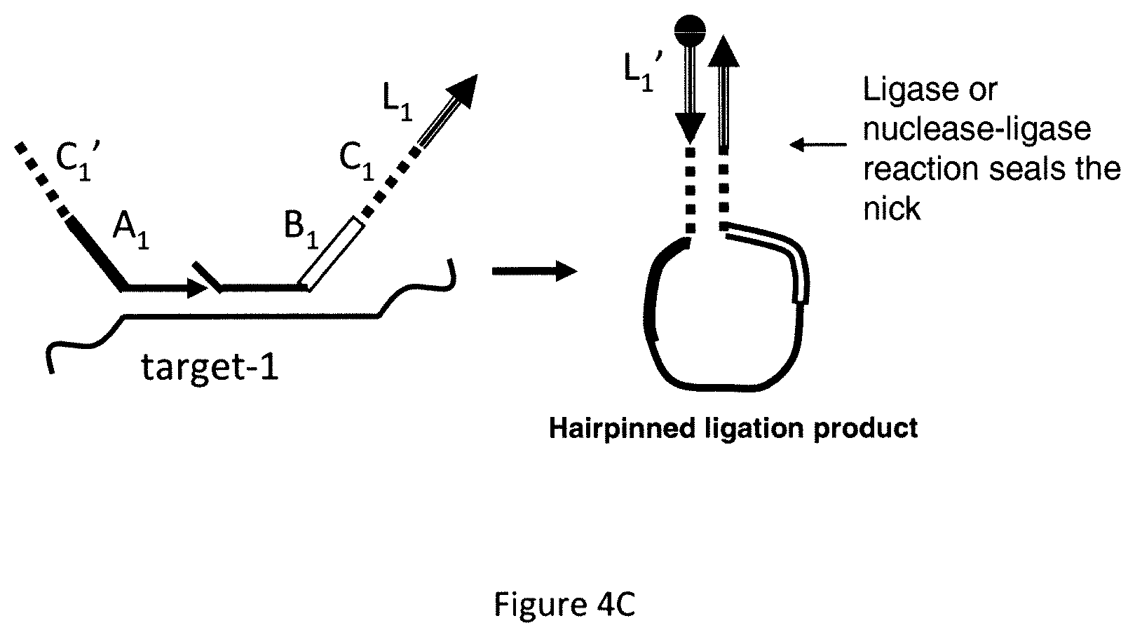 Patent US12174176 Figure 5 – Method for relative quantification of nucleic acid sequence, expression, or copy changes, using combined nuclease, ligation, and polymerase reactions