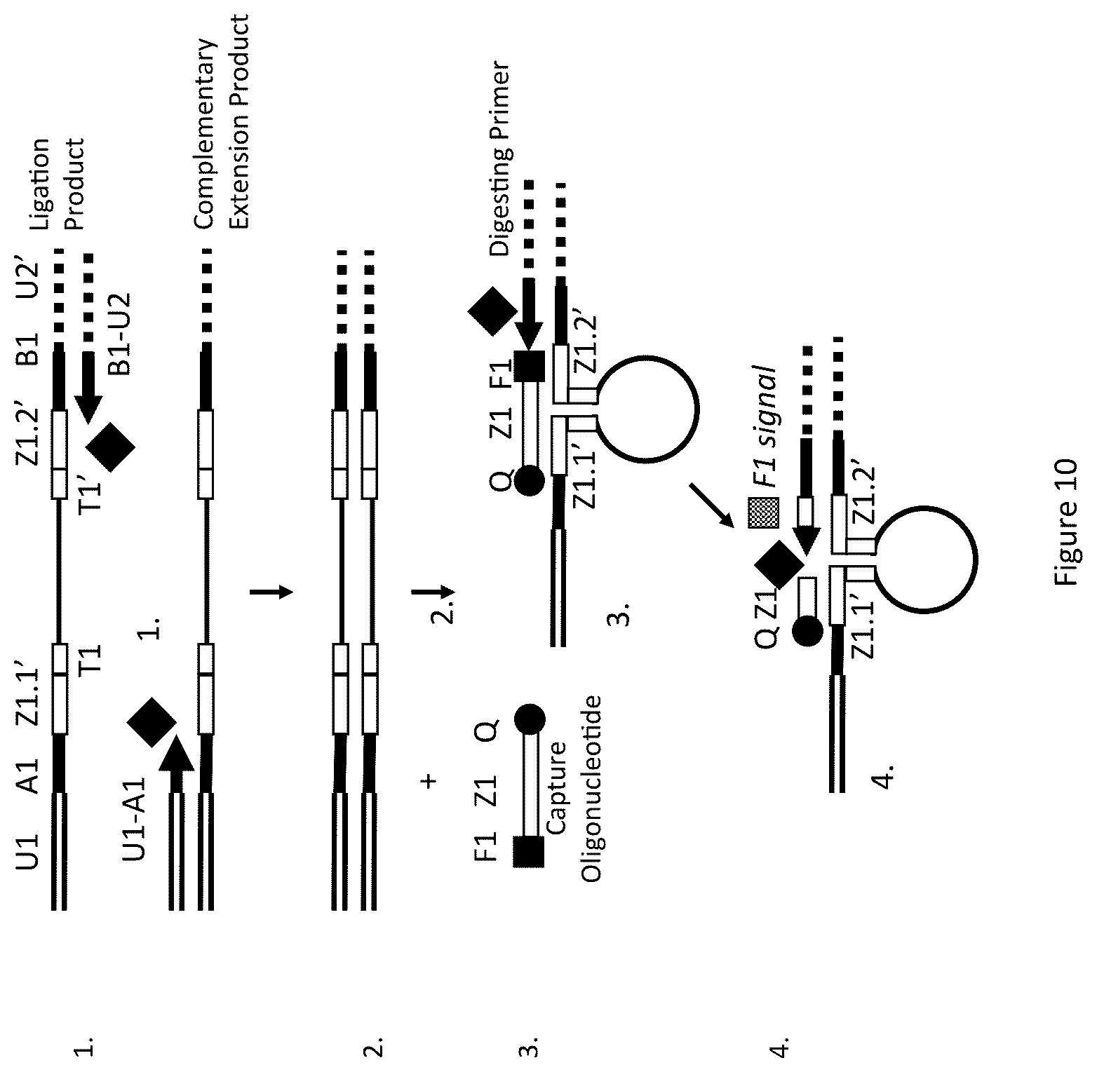 Patent US12174176 Figure 11 – Method for relative quantification of nucleic acid sequence, expression, or copy changes, using combined nuclease, ligation, and polymerase reactions
