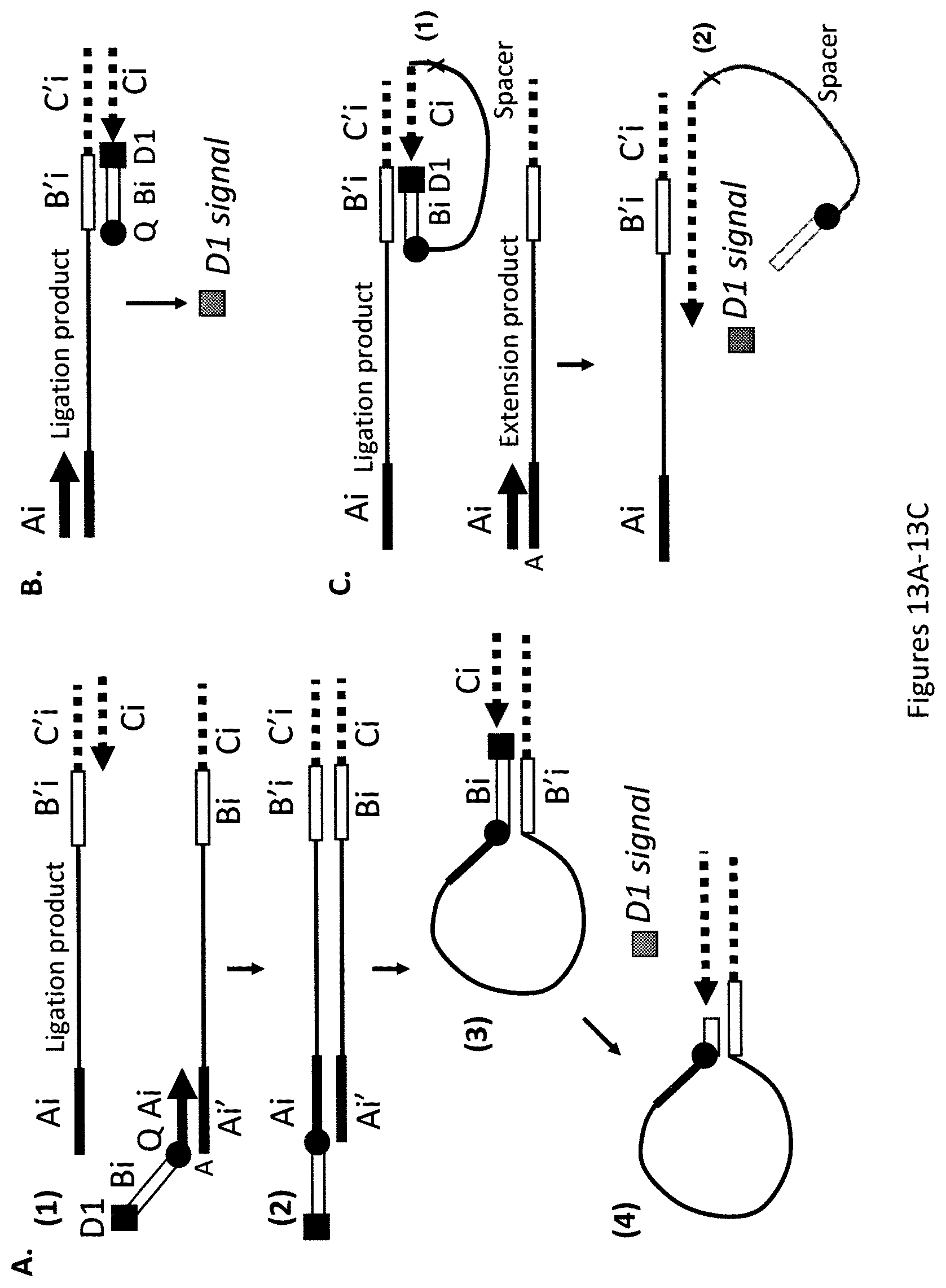 Patent US12174176 Figure 14 – Method for relative quantification of nucleic acid sequence, expression, or copy changes, using combined nuclease, ligation, and polymerase reactions