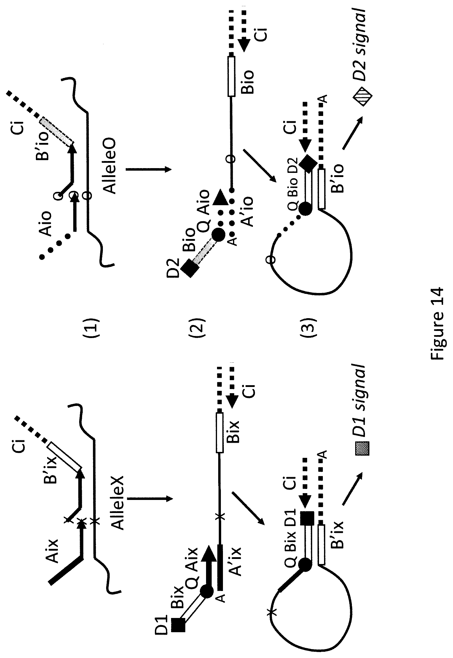 Patent US12174176 Figure 15 – Method for relative quantification of nucleic acid sequence, expression, or copy changes, using combined nuclease, ligation, and polymerase reactions