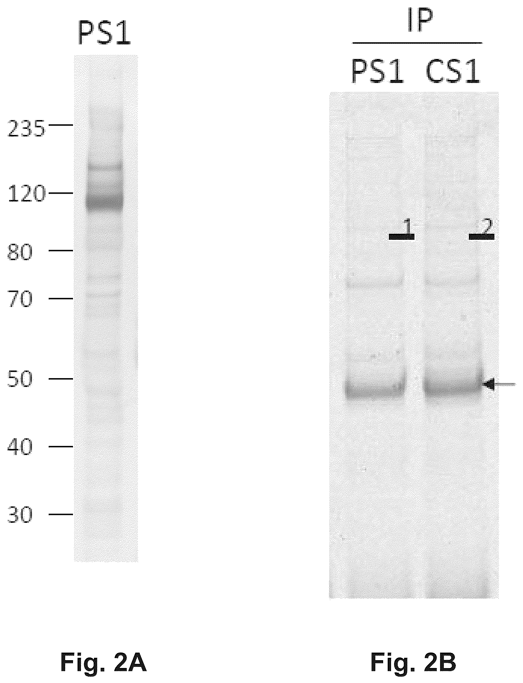 Patent US12174186 Figure 2 – Method and reagents for the detection of an autoantibody