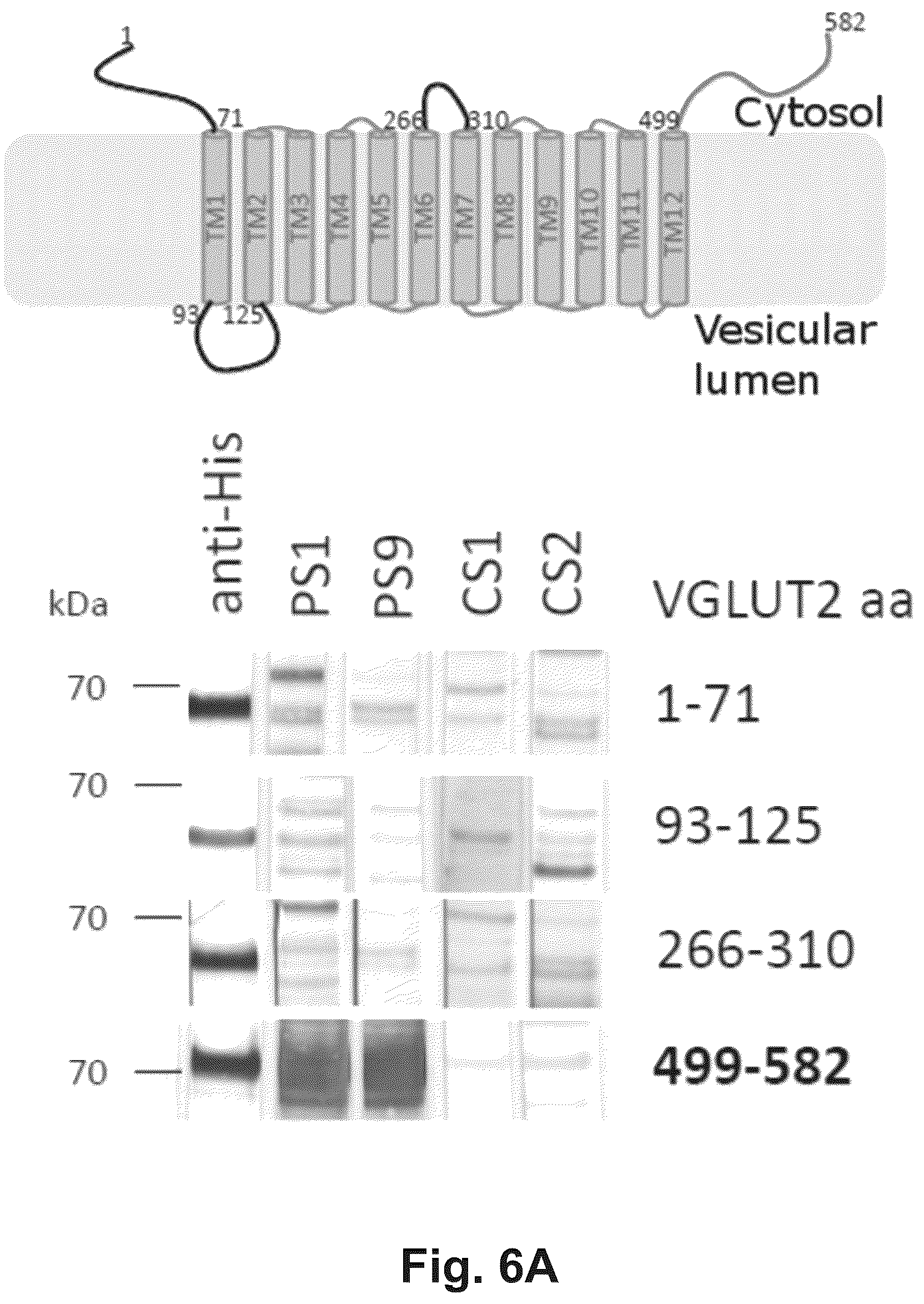 Patent US12174186 Figure 6 – Method and reagents for the detection of an autoantibody