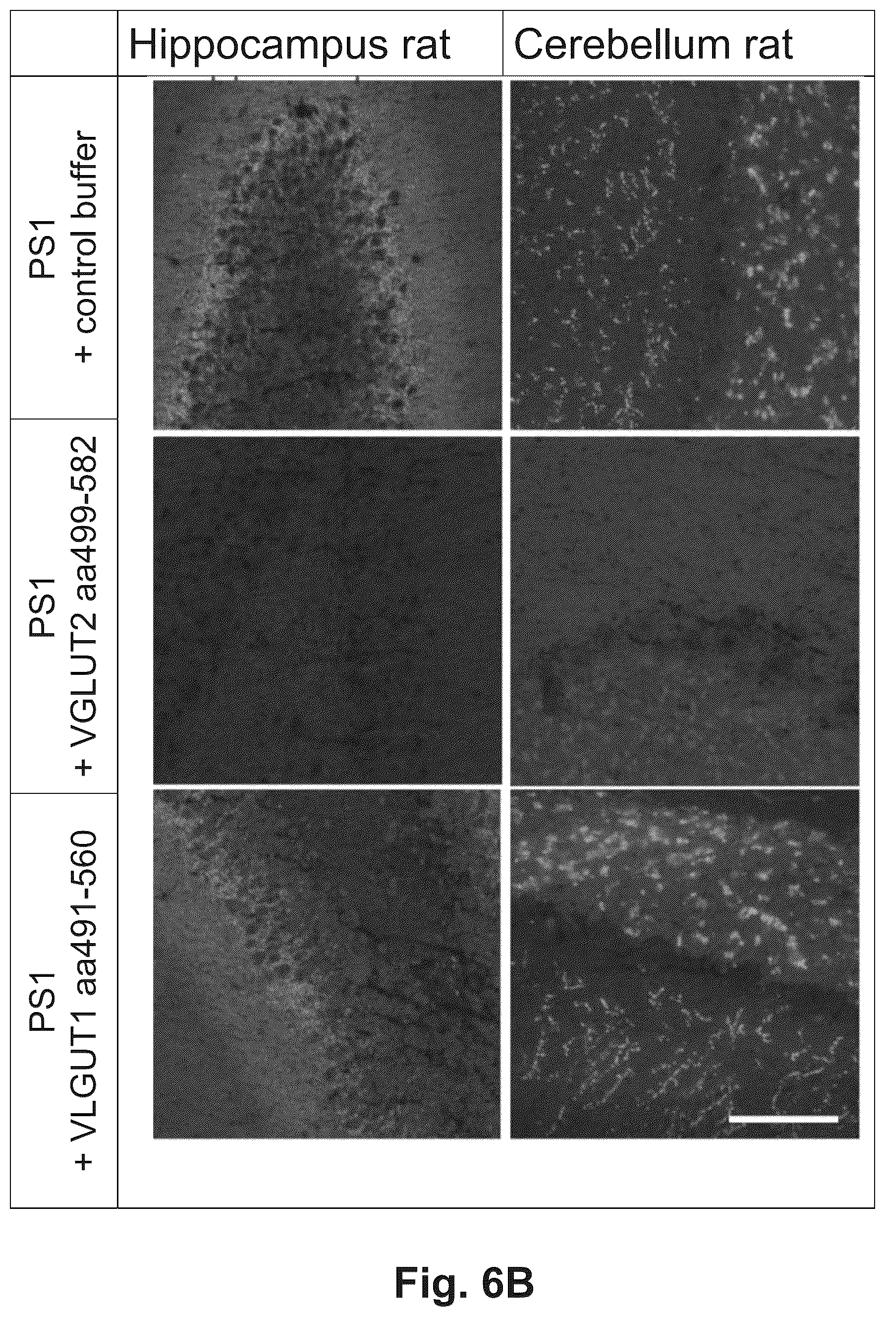 Patent US12174186 Figure 7 – Method and reagents for the detection of an autoantibody