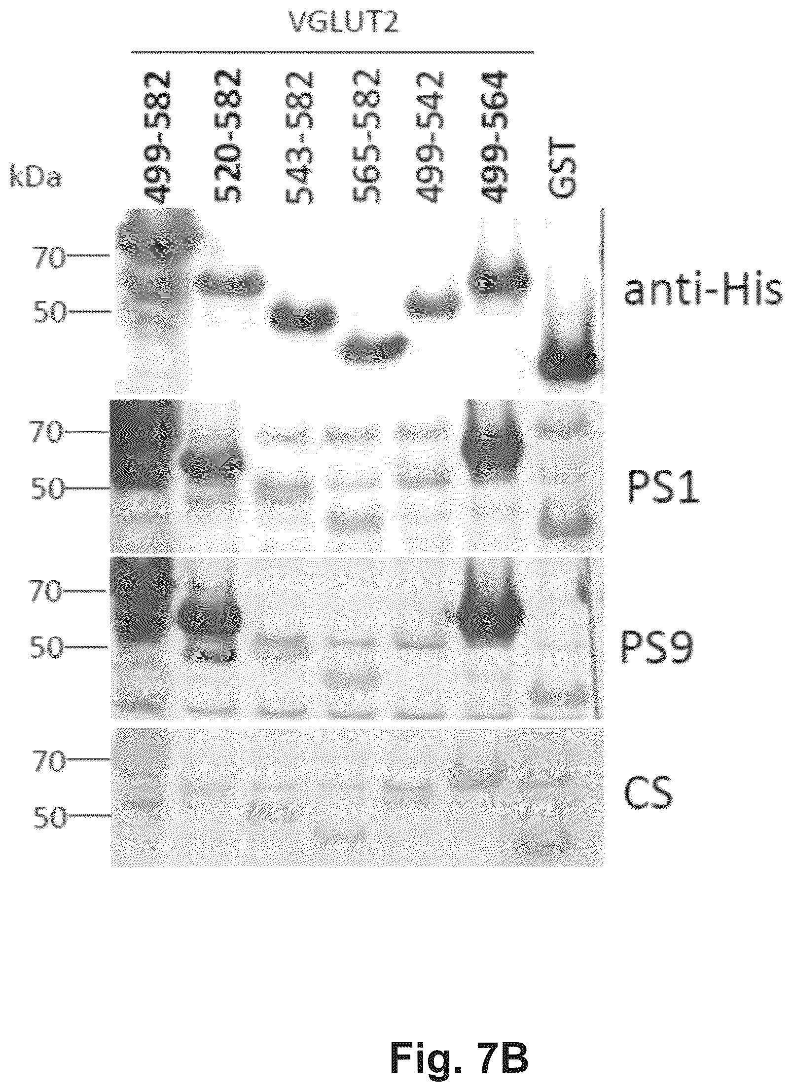 Patent US12174186 Figure 9 – Method and reagents for the detection of an autoantibody