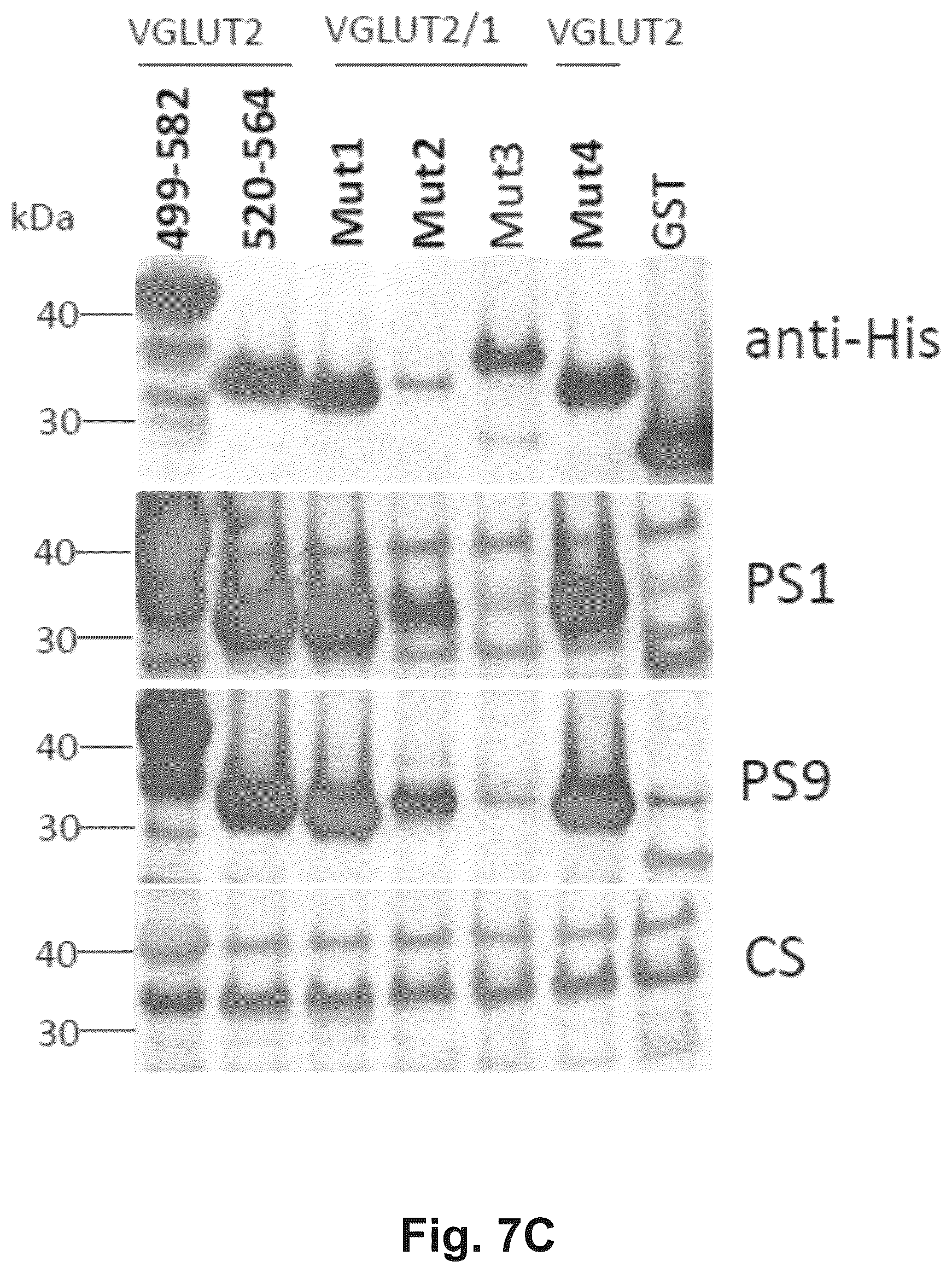 Patent US12174186 Figure 10 – Method and reagents for the detection of an autoantibody