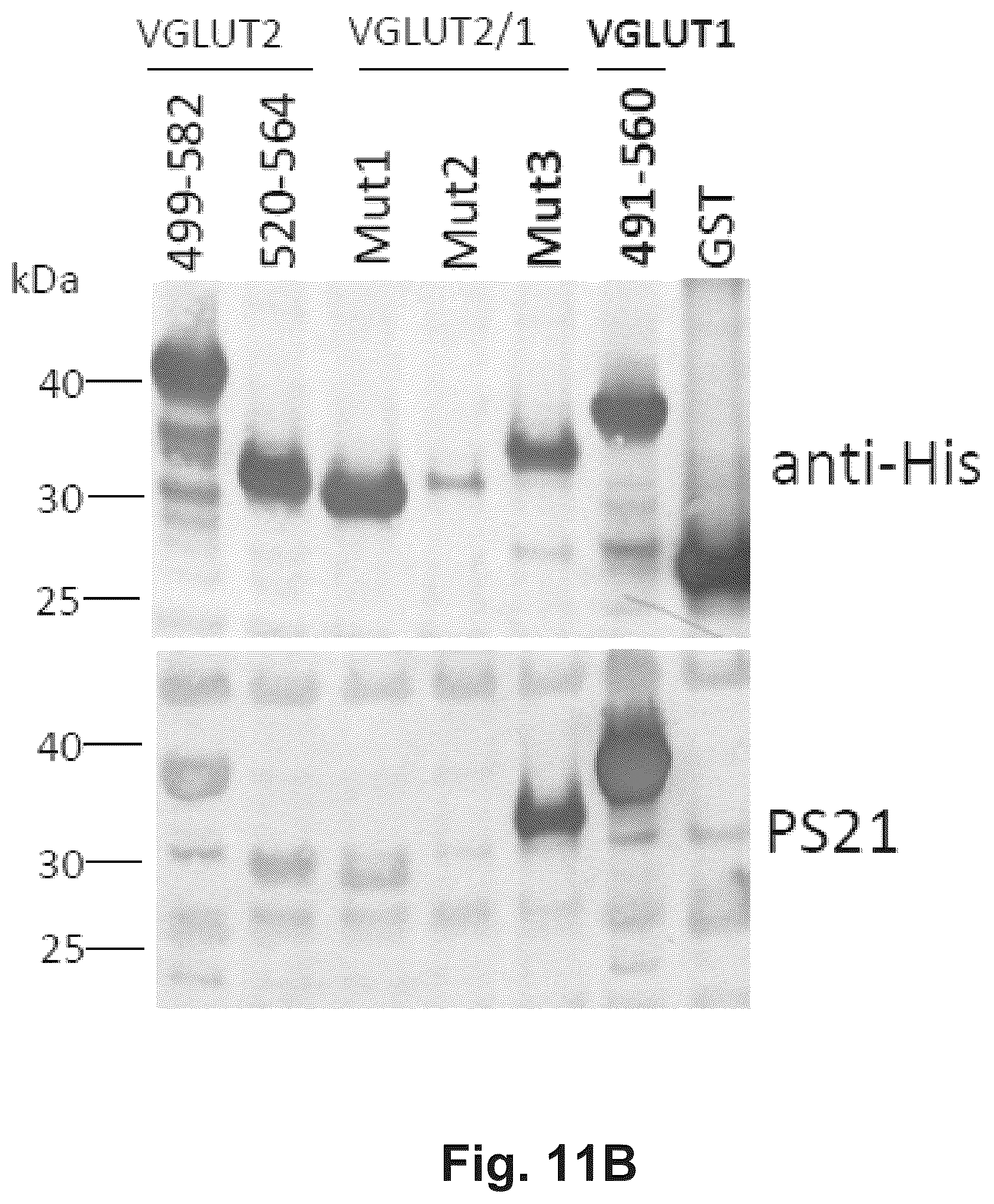 Patent US12174186 Figure 17 – Method and reagents for the detection of an autoantibody