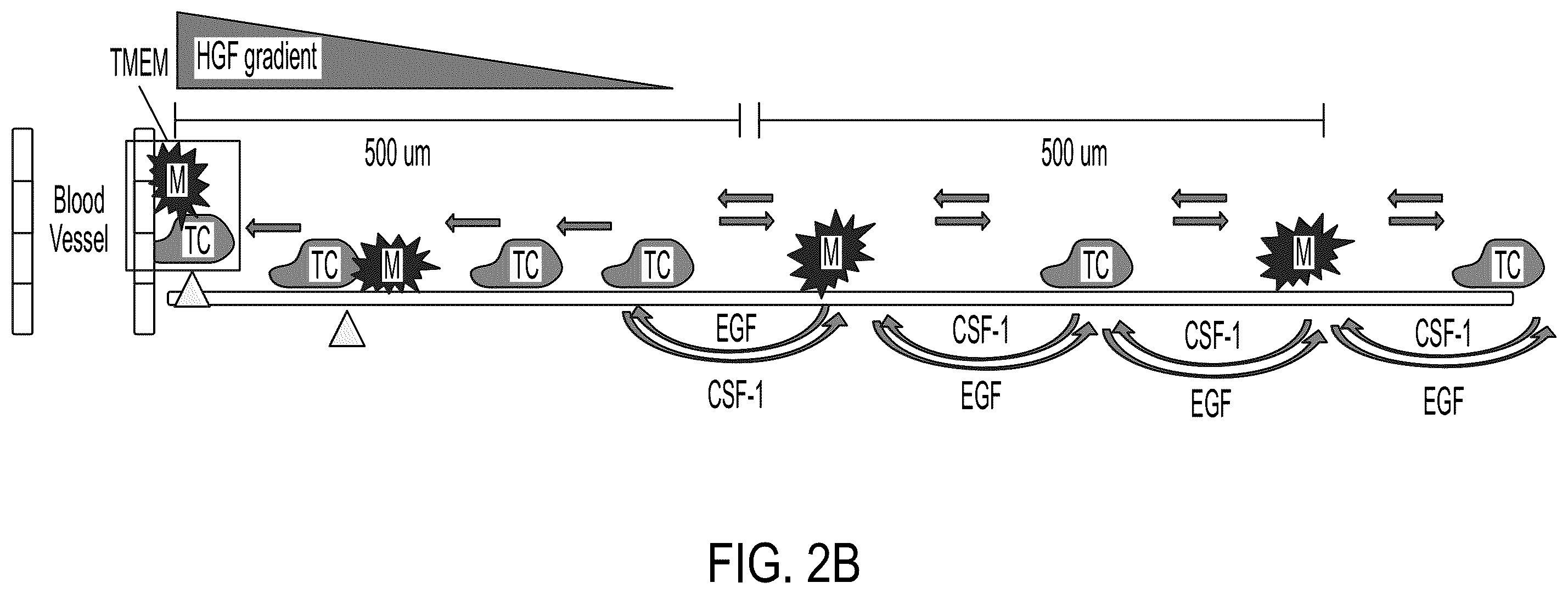 Patent US12174190 Figure 2 – Combined markers for metastatic cancer and uses thereof