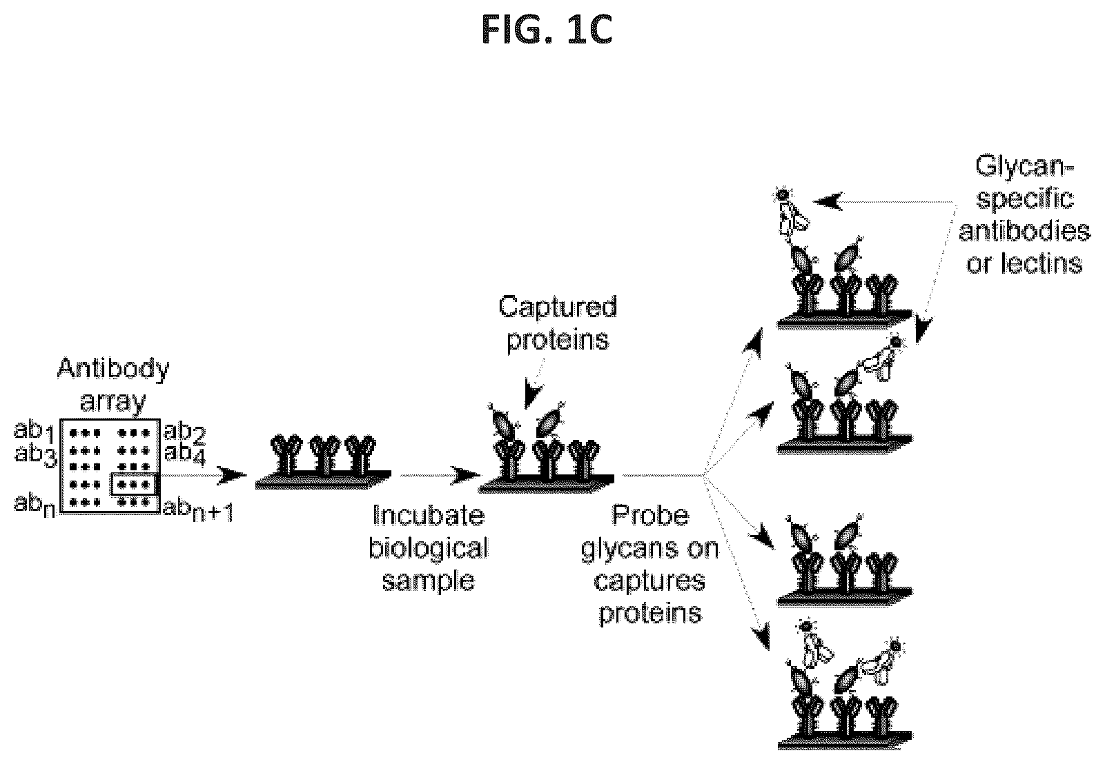 Patent US12174191 Figure 2 – Methods for detecting and for treating pancreatic cancer