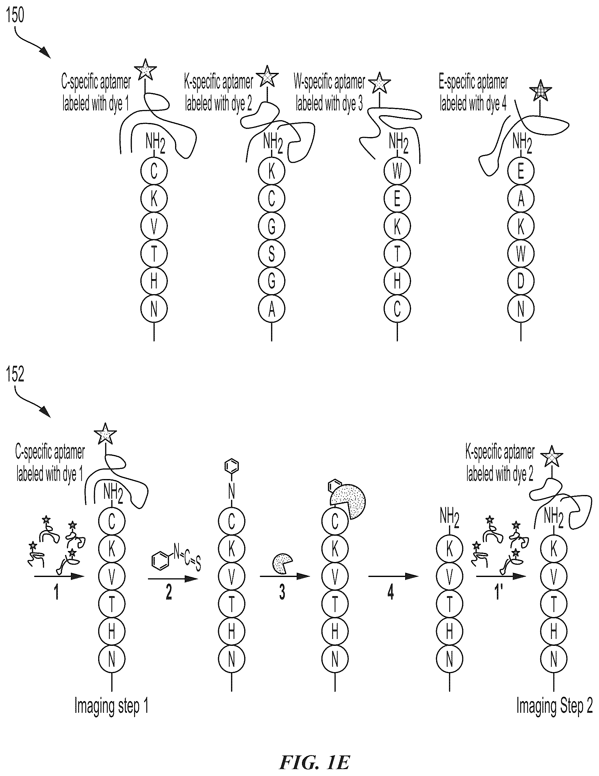 Patent US12174196 Figure 3 – Methods and compositions for protein sequencing