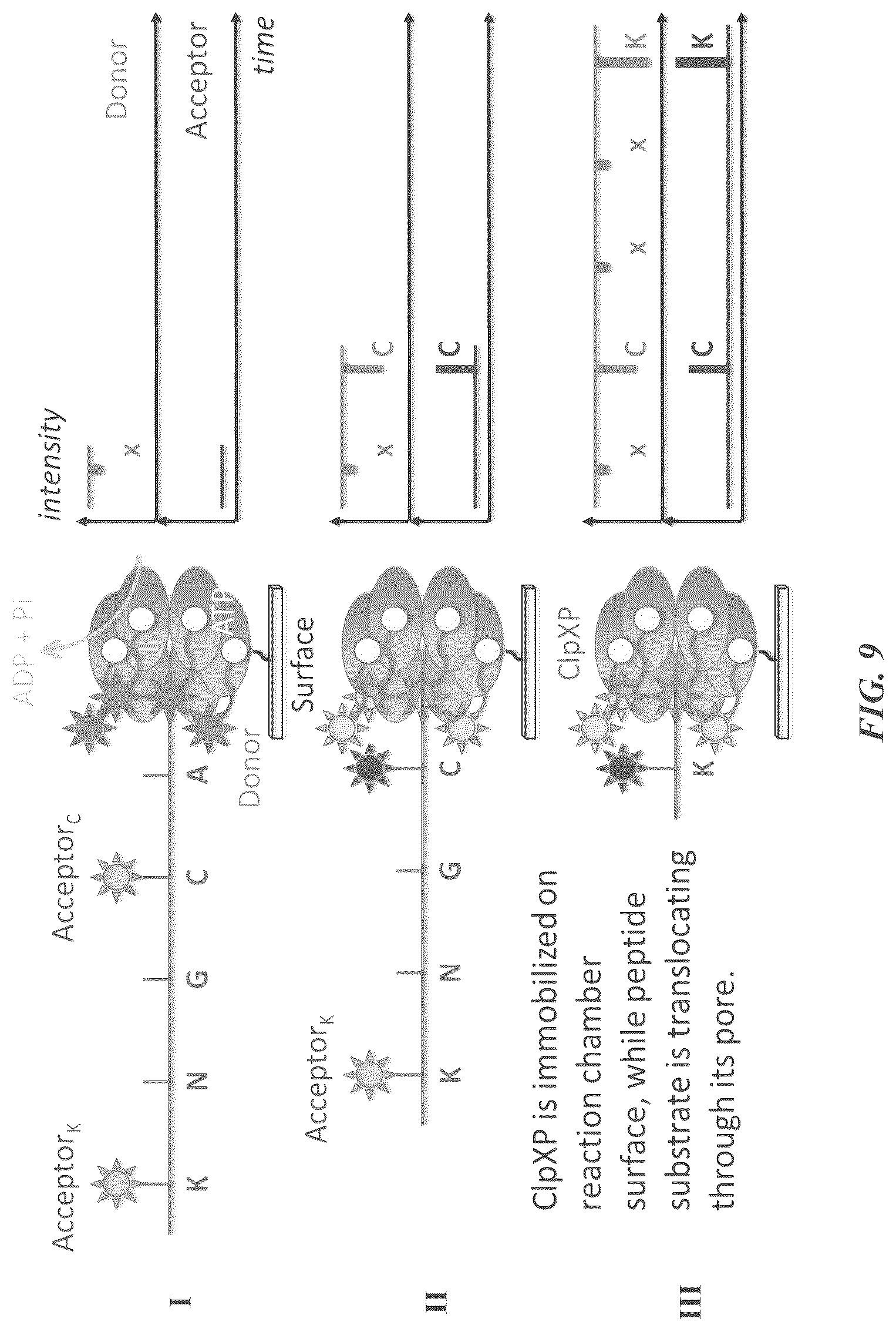 Patent US12174196 Figure 13 – Methods and compositions for protein sequencing