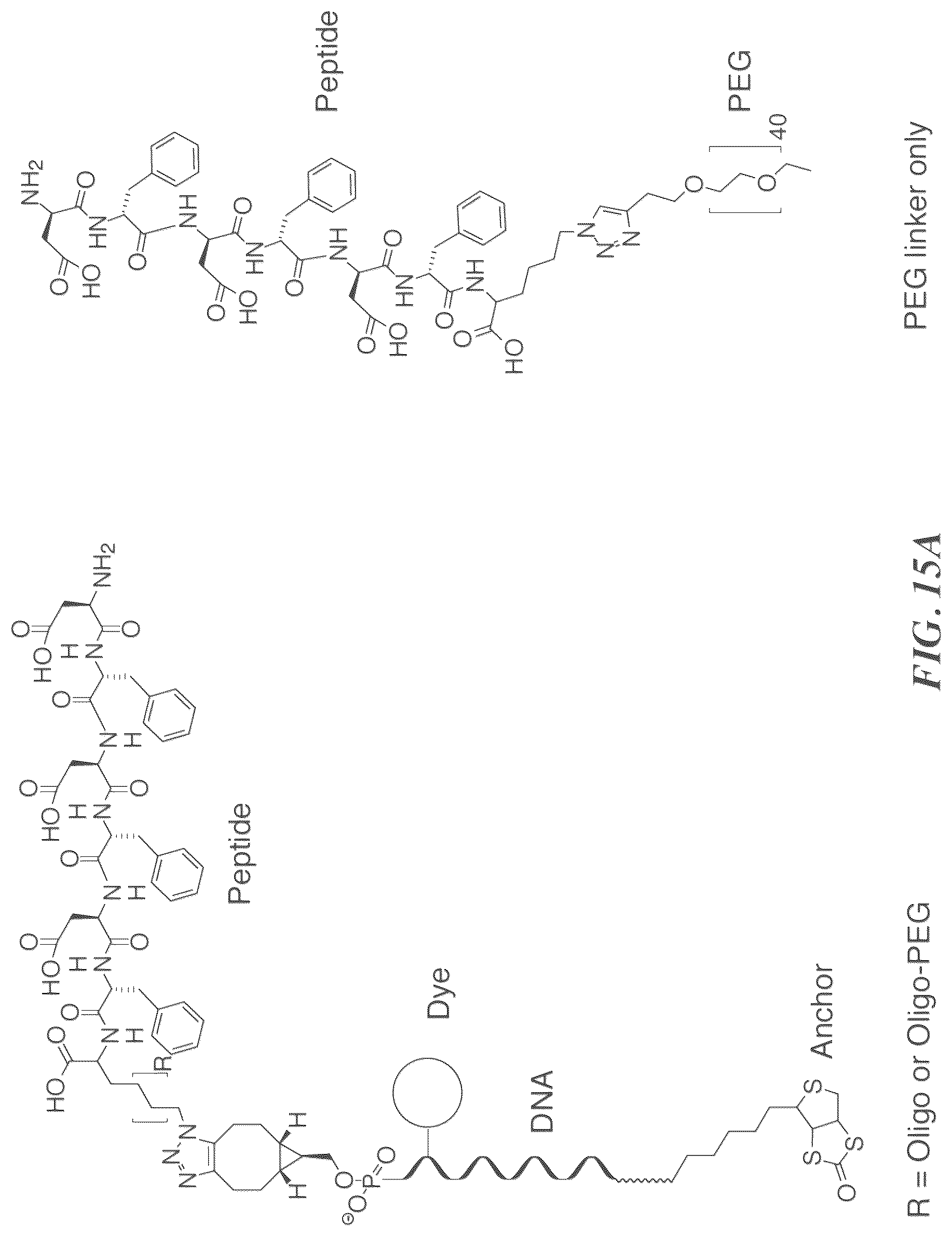 Patent US12174196 Figure 19 – Methods and compositions for protein sequencing