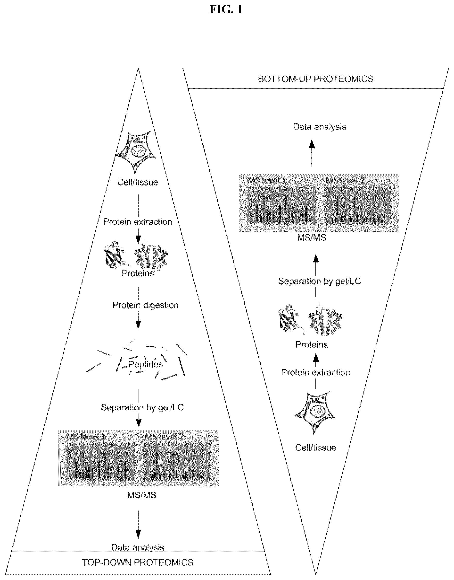 Patent US12174199 — System and method of analysis of a protein using liquid chromatography-mass spectrometry — Figure 1