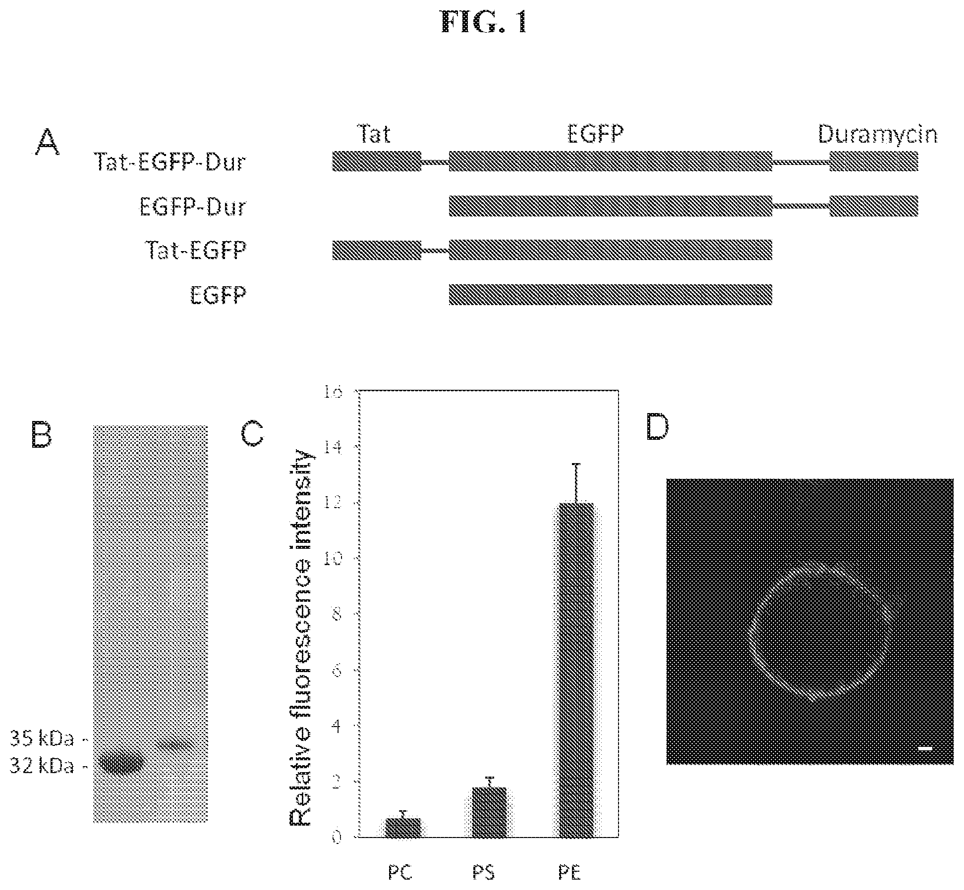 Patent US12174205 Figure 1 – Phosphatidylethanolamine-specific probes