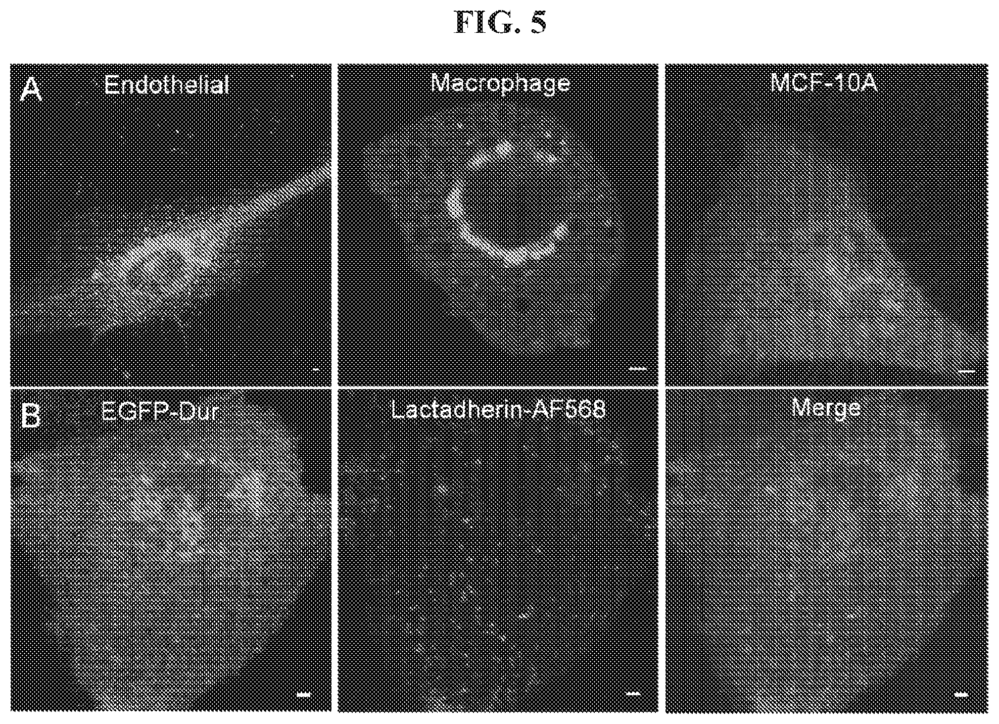 Patent US12174205 Figure 5 – Phosphatidylethanolamine-specific probes