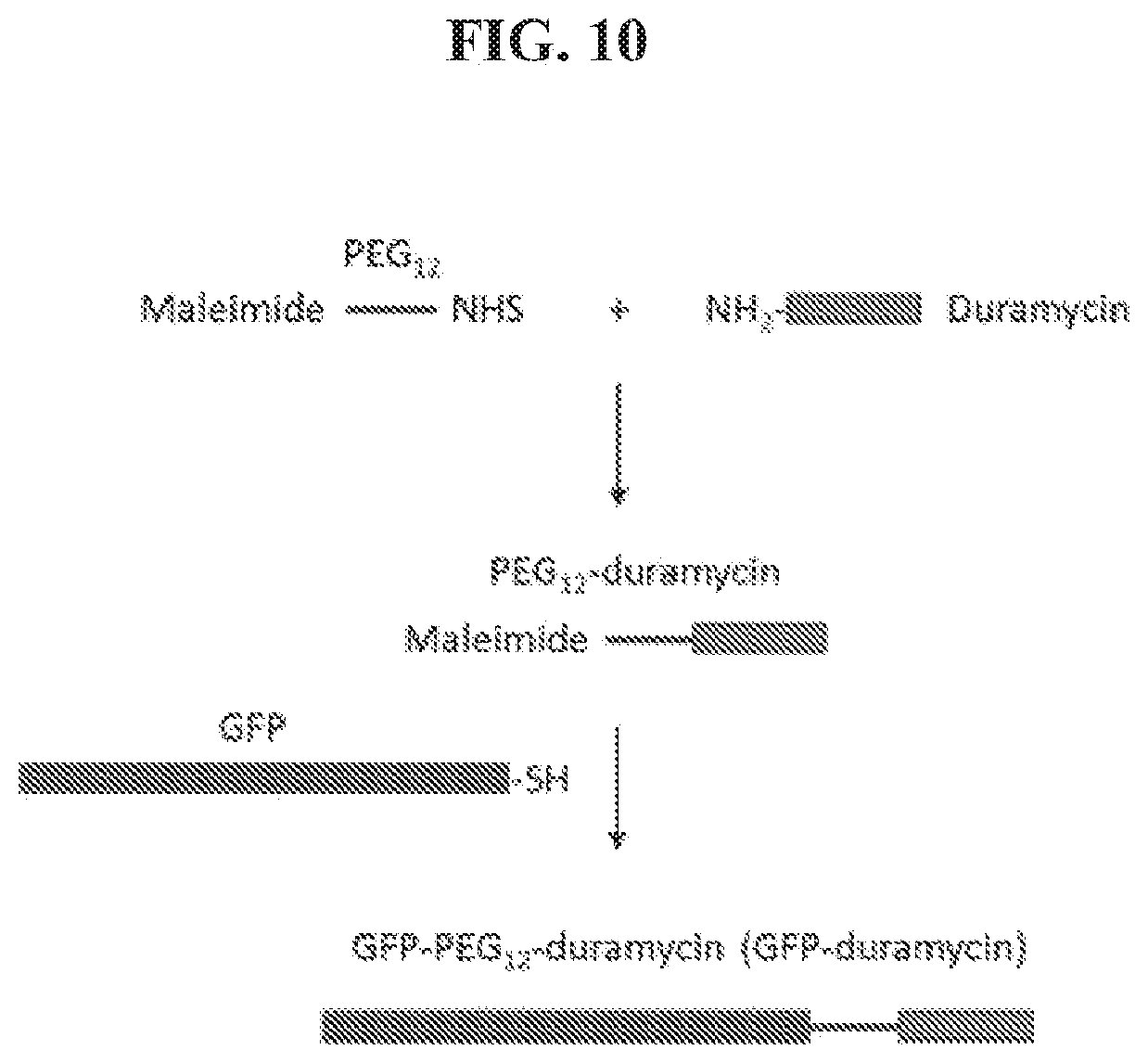 Patent US12174205 Figure 10 – Phosphatidylethanolamine-specific probes