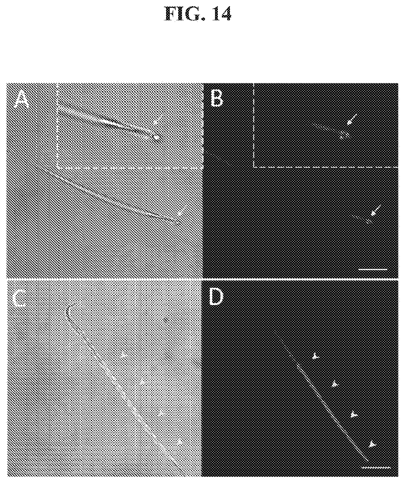 Patent US12174205 Figure 14 – Phosphatidylethanolamine-specific probes