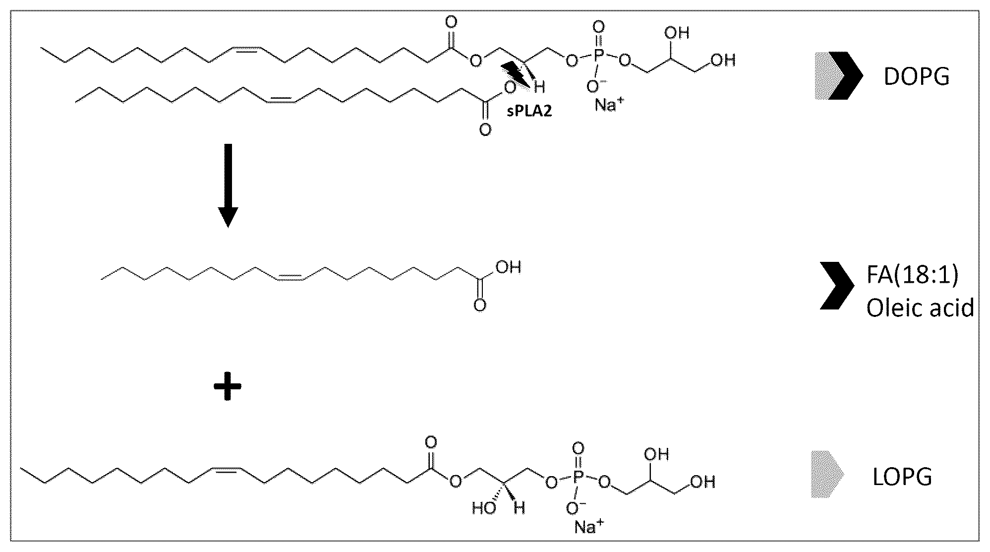 Patent US12174461 Figure 1 – Sustained release of oleic acid from contact lenses