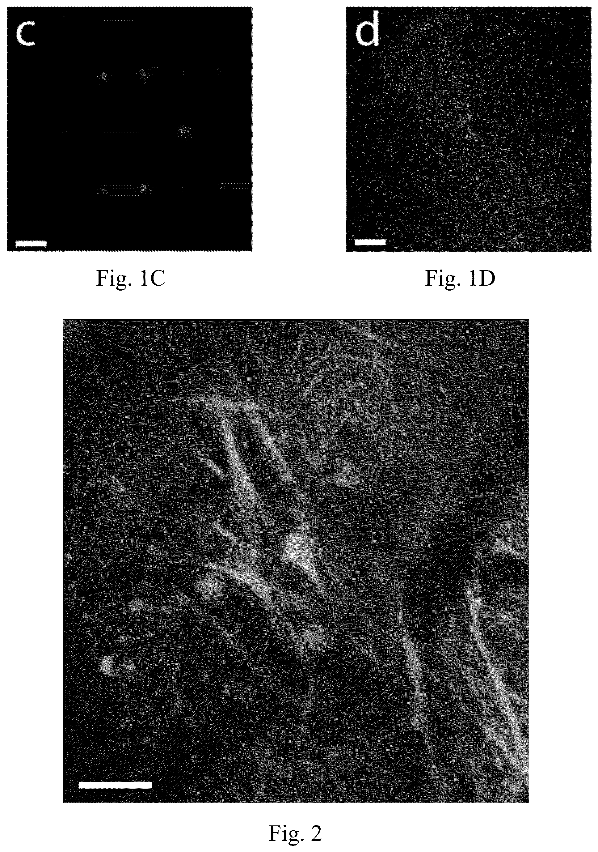 Patent US12174585 Figure 2 – System and method for real-time in-situ holographic microscopy