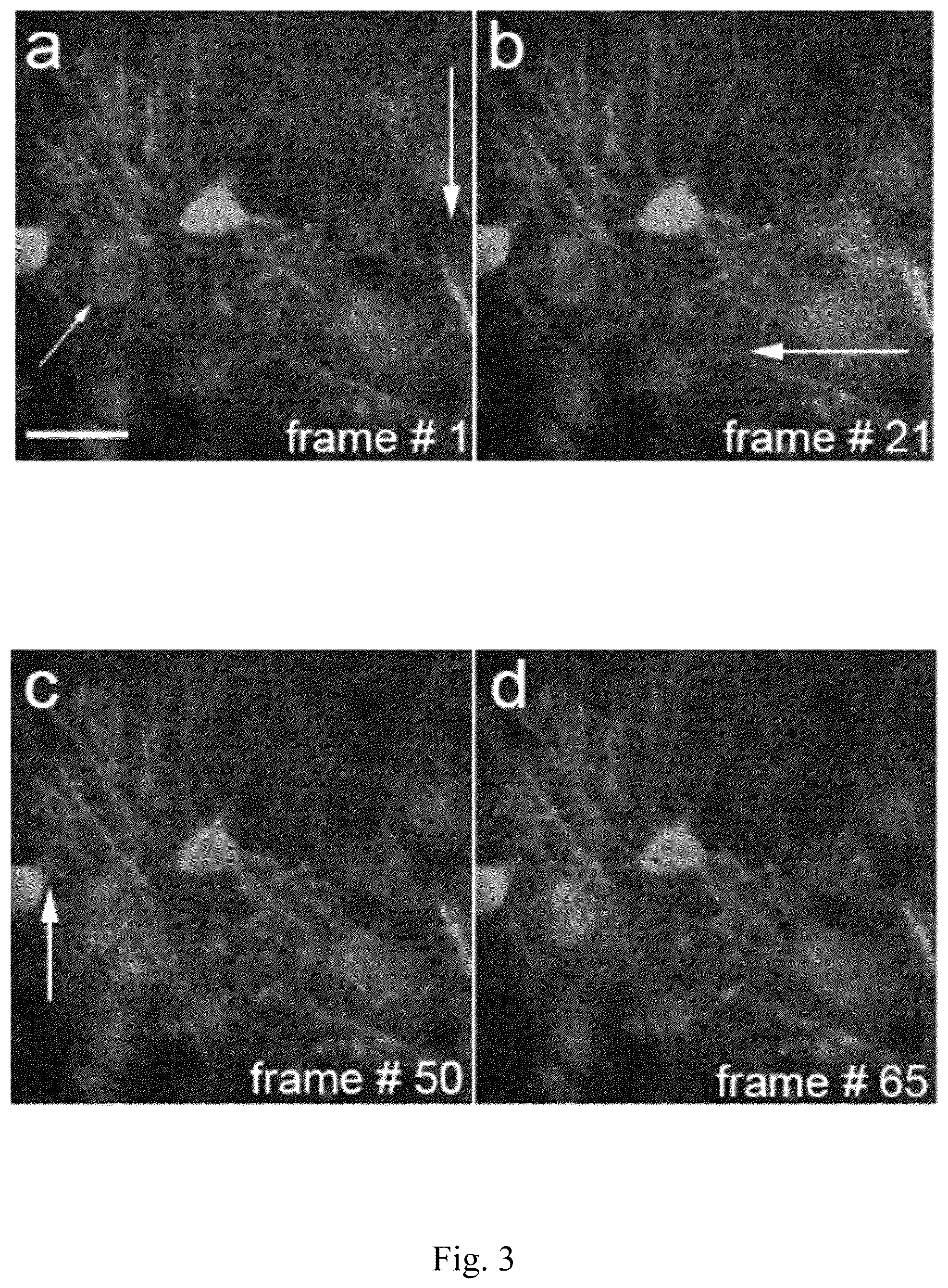Patent US12174585 Figure 3 – System and method for real-time in-situ holographic microscopy
