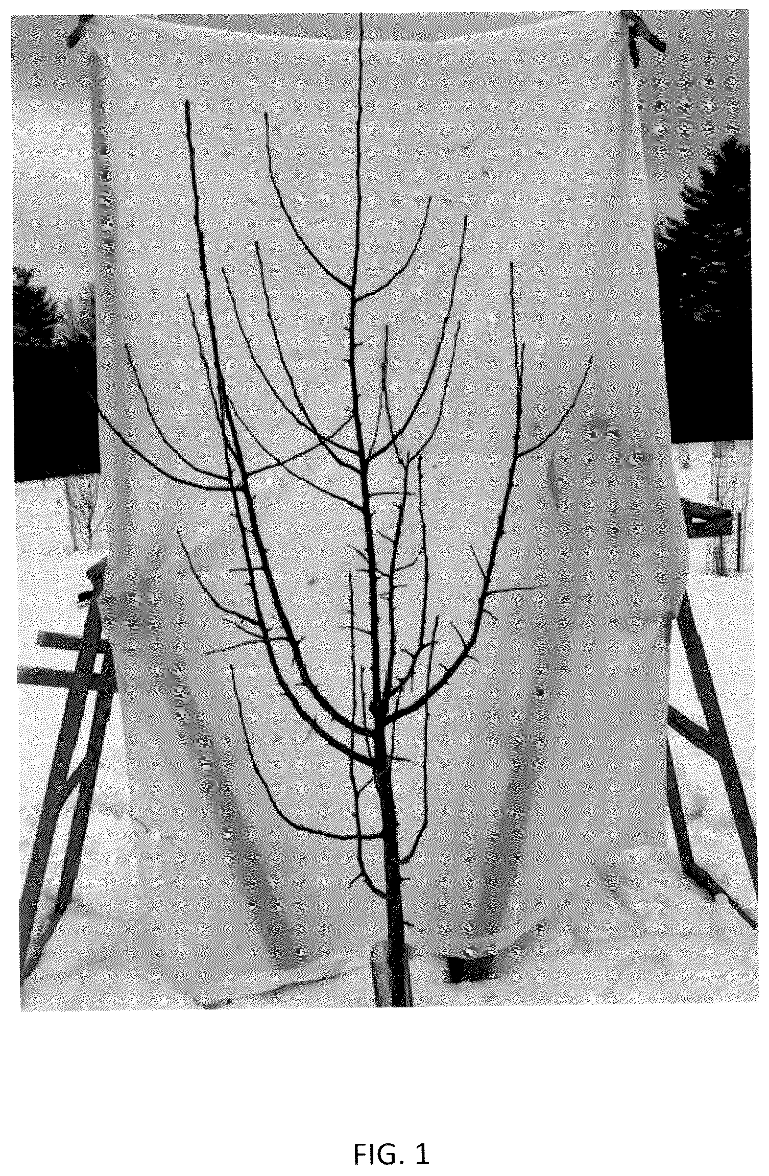 Patent USPP036111 — Apple tree named ‘J. Lincoln’ — Figure 1