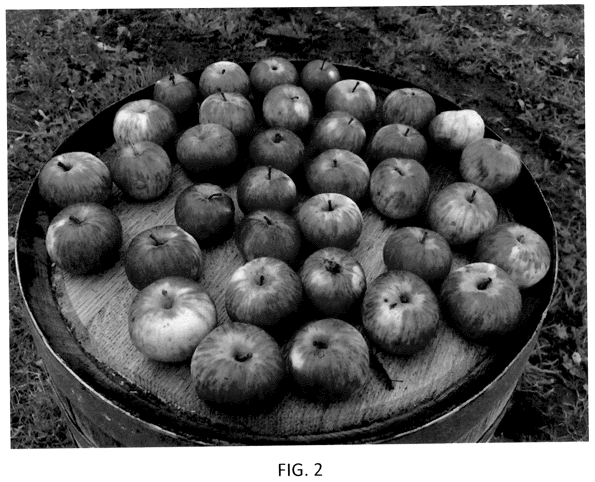 Patent USPP036111 Figure 2 – Apple tree named ‘J. Lincoln’