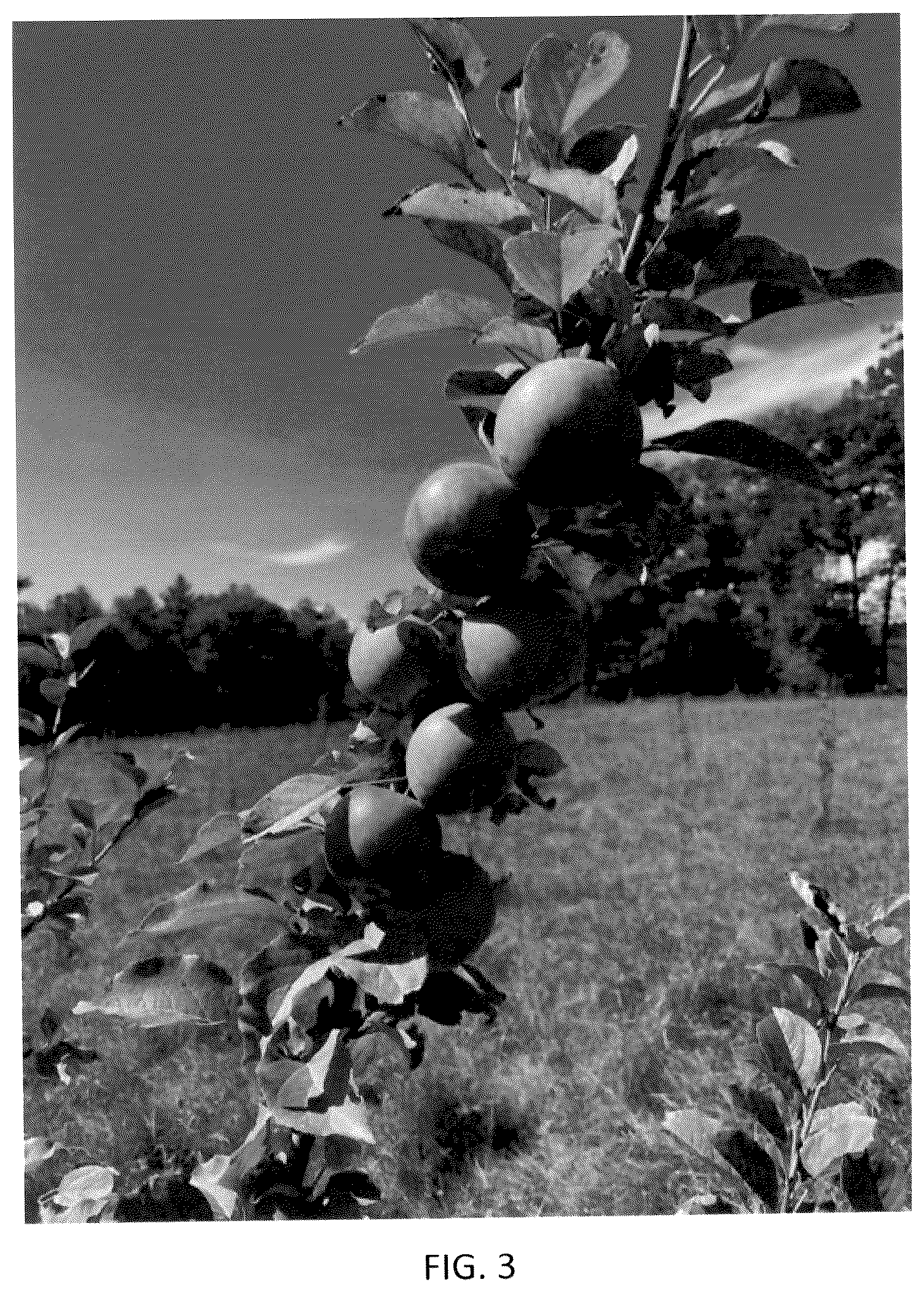 Patent USPP036111 Figure 3 – Apple tree named ‘J. Lincoln’