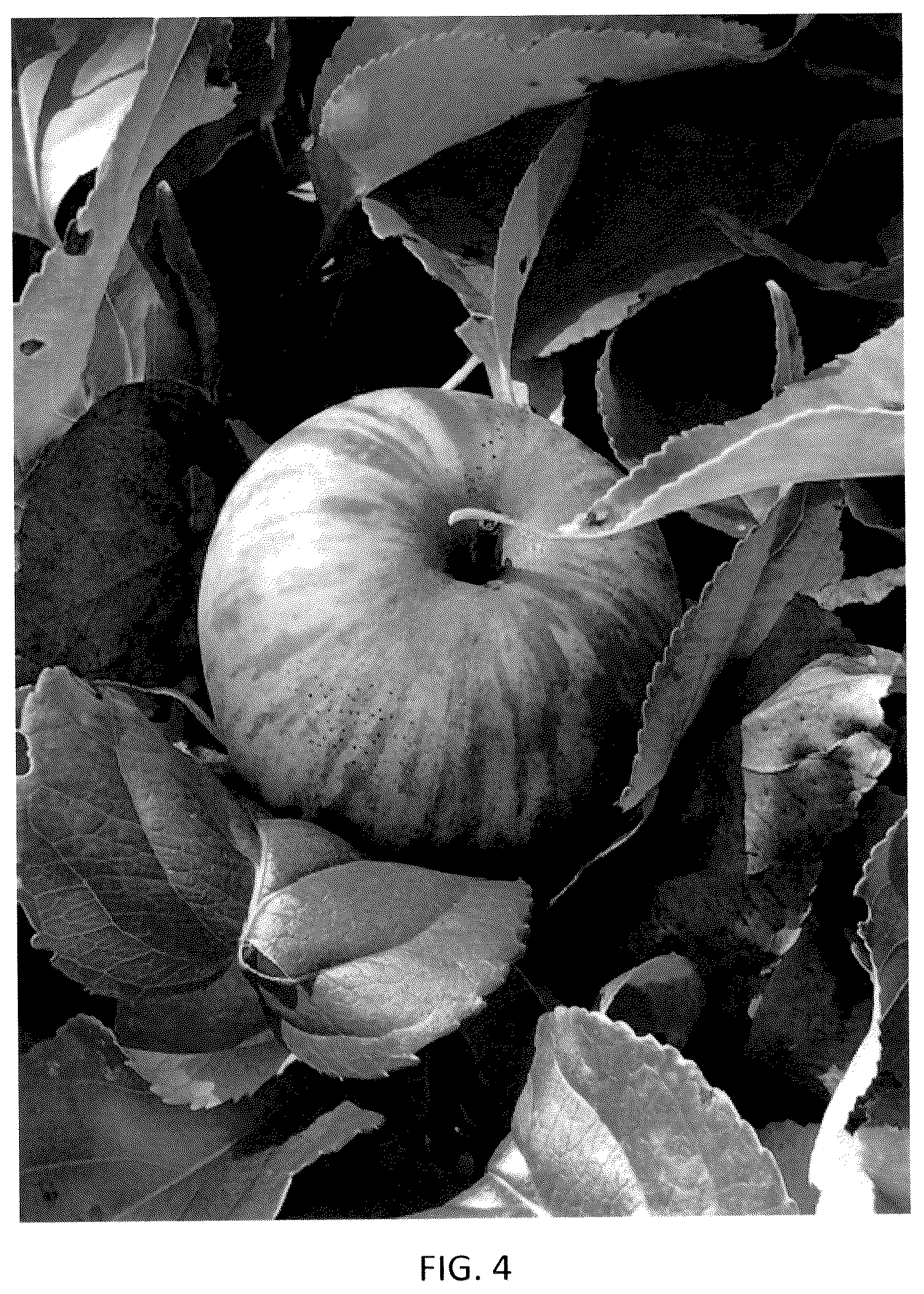 Patent USPP036111 Figure 4 – Apple tree named ‘J. Lincoln’