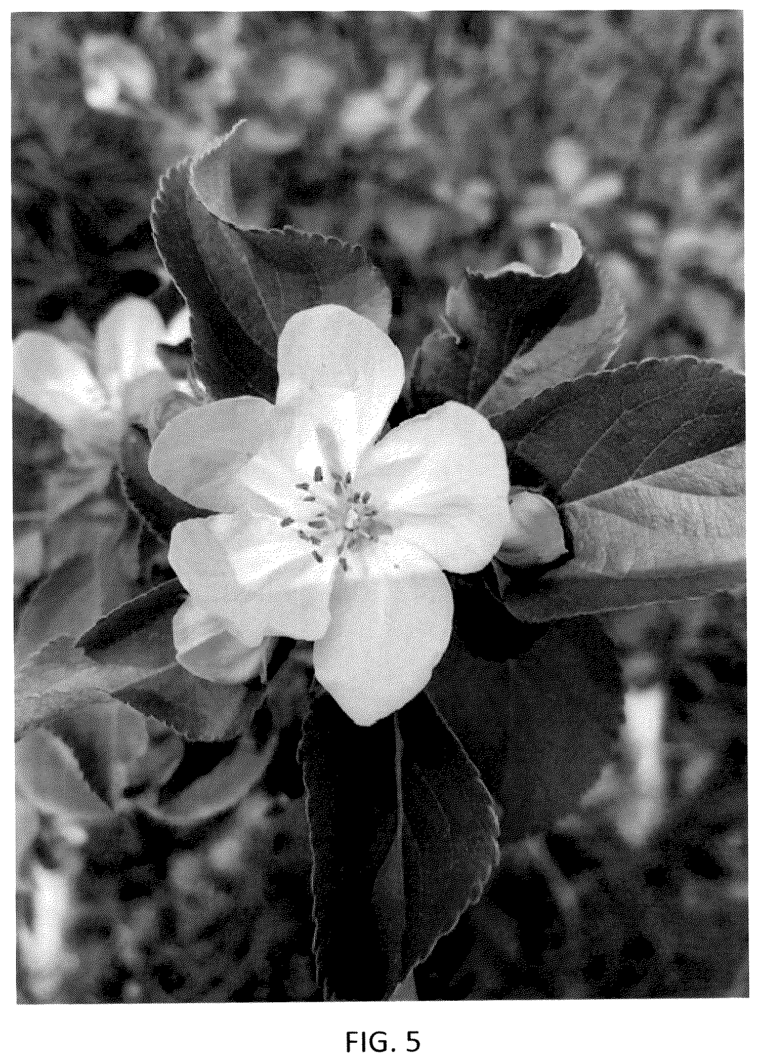 Patent USPP036111 Figure 5 – Apple tree named ‘J. Lincoln’