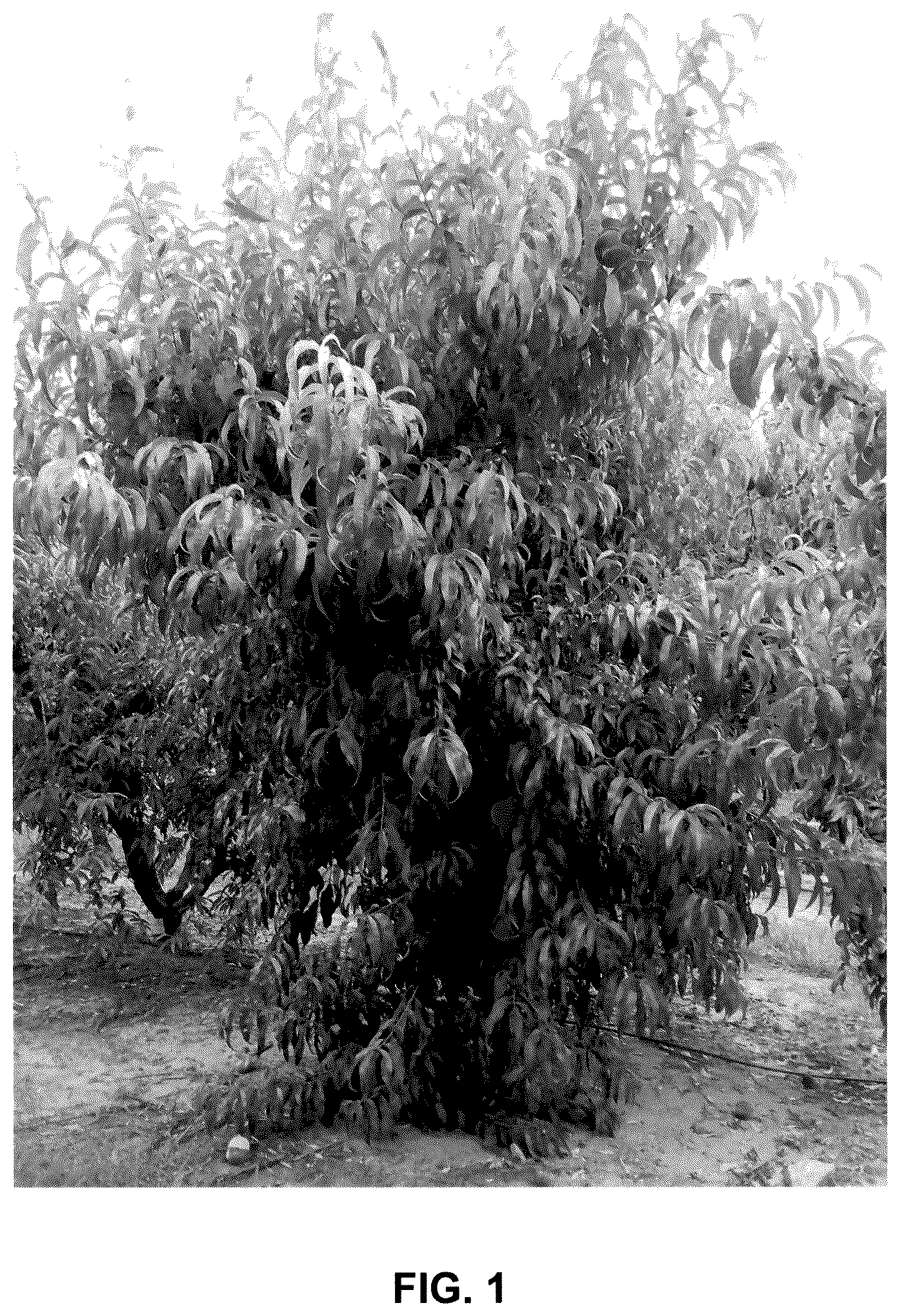 Patent USPP036112 Figure 1 – Peach tree named EveRes Ruby
