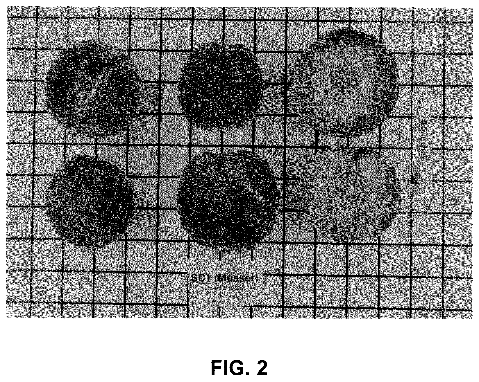Patent USPP036112 Figure 2 – Peach tree named EveRes Ruby