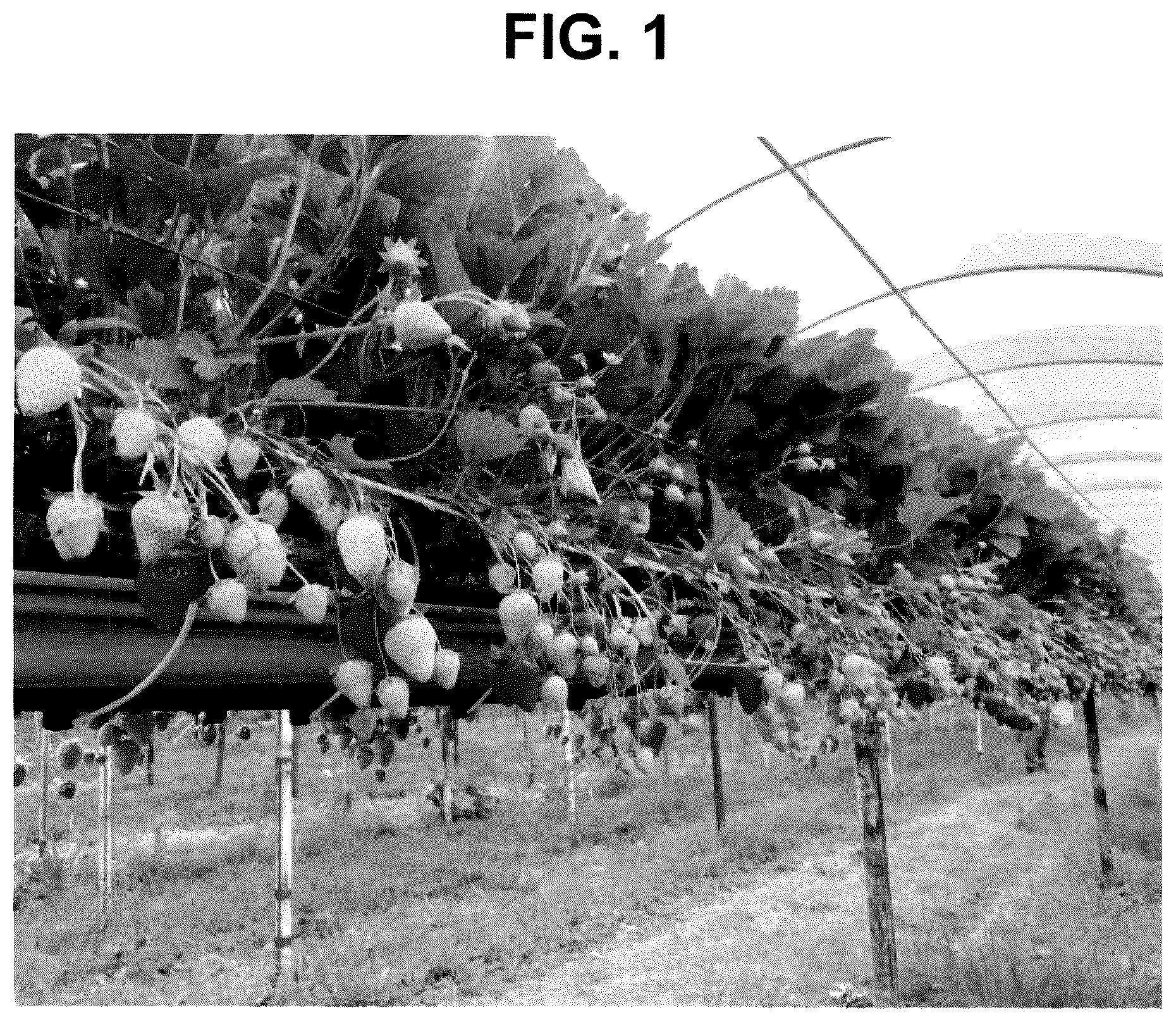 Patent USPP036113 Figure 1 – Strawberry plant named ‘FPS-15.2016-31’