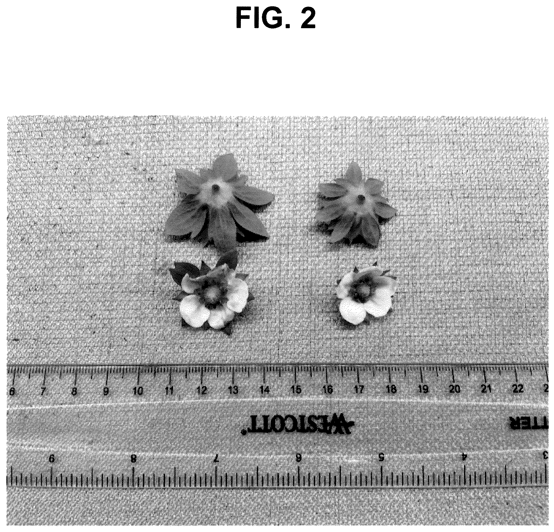 Patent USPP036113 Figure 2 – Strawberry plant named ‘FPS-15.2016-31’