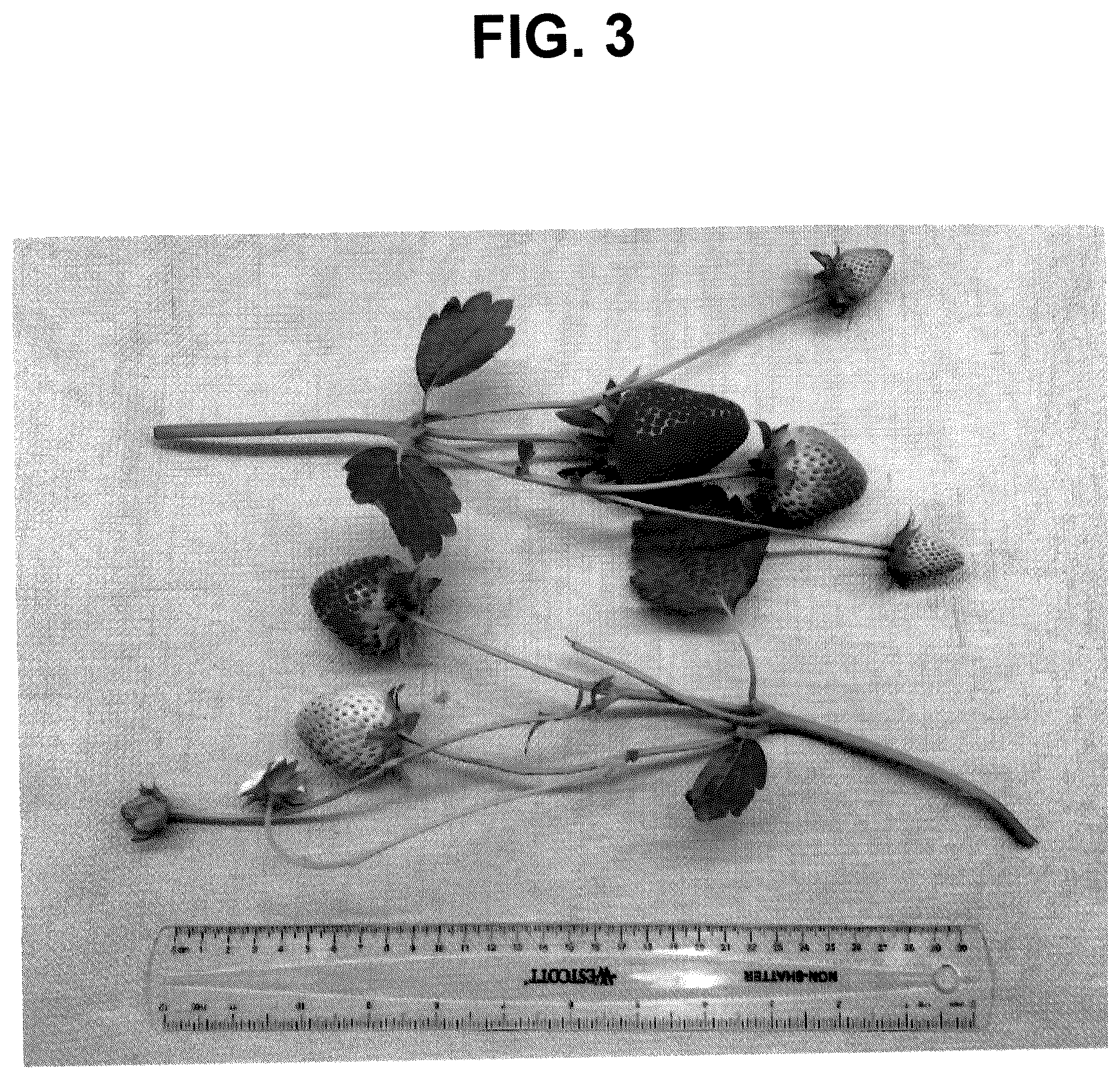 Patent USPP036113 Figure 3 – Strawberry plant named ‘FPS-15.2016-31’