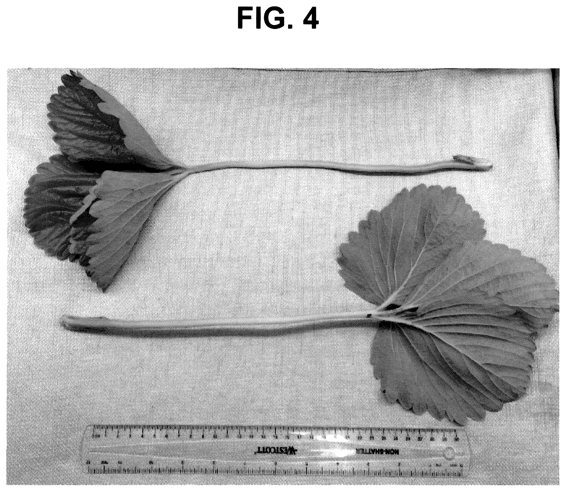 Patent USPP036113 Figure 4 – Strawberry plant named ‘FPS-15.2016-31’