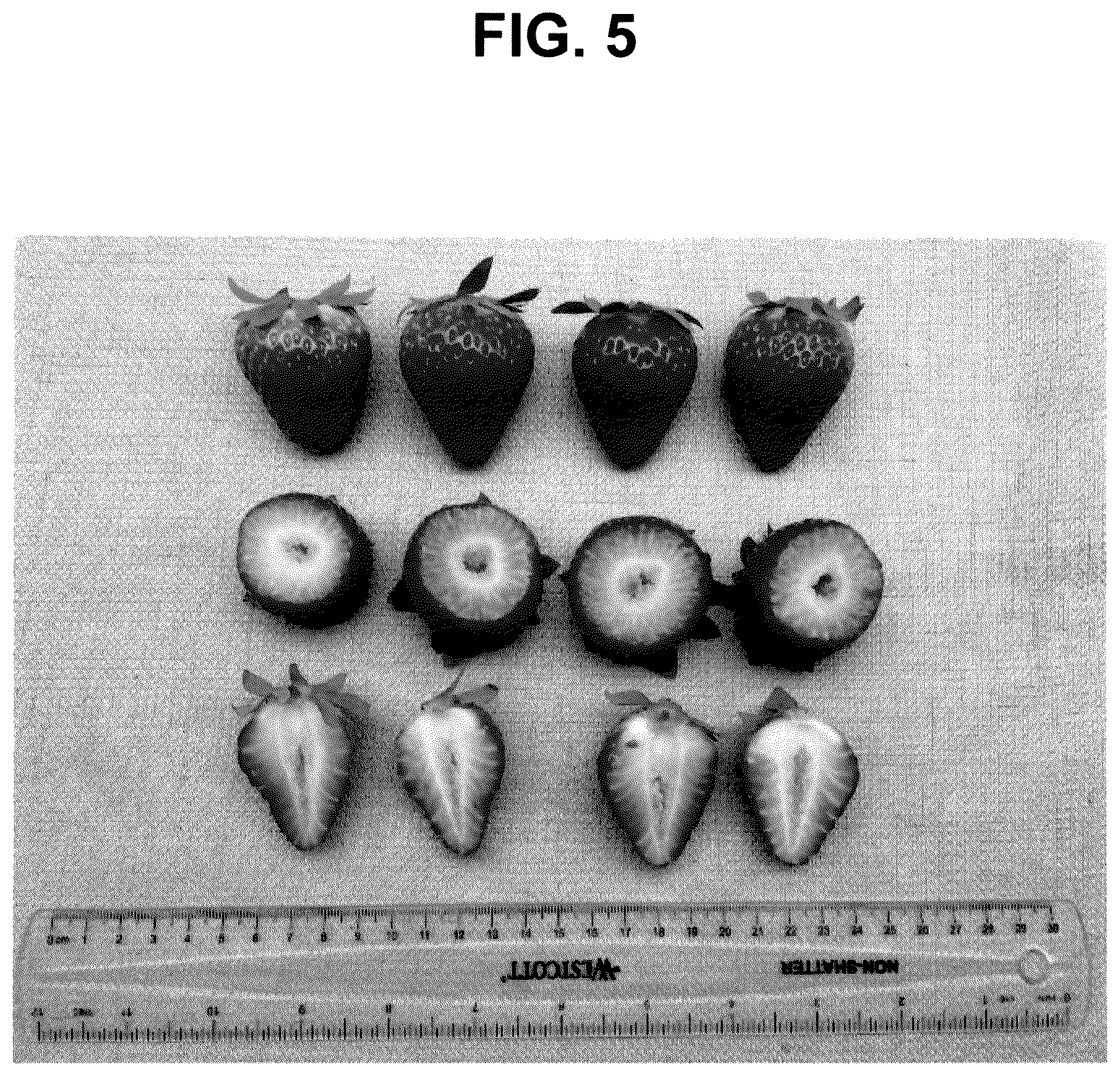 Patent USPP036113 Figure 5 – Strawberry plant named ‘FPS-15.2016-31’