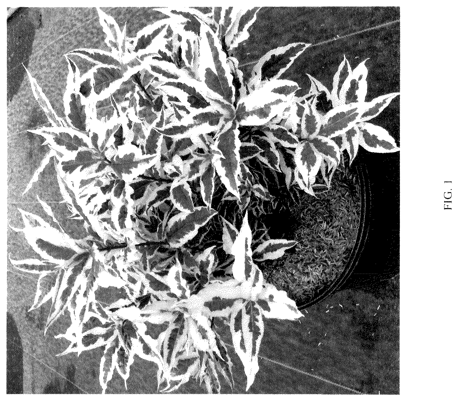 Patent USPP036114 — Diervilla plant named ‘G2X88544VAR’ — Figure 1