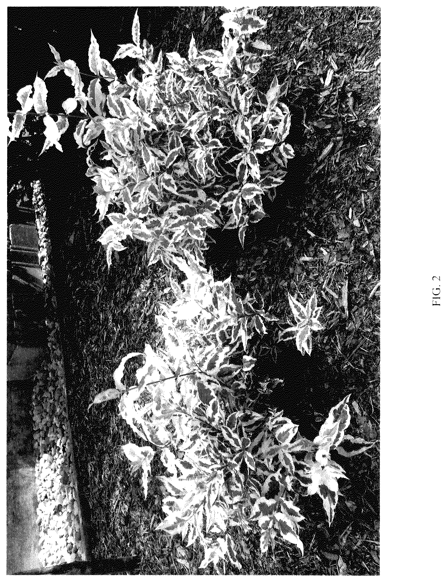 Patent USPP036114 Figure 2 – Diervilla plant named ‘G2X88544VAR’