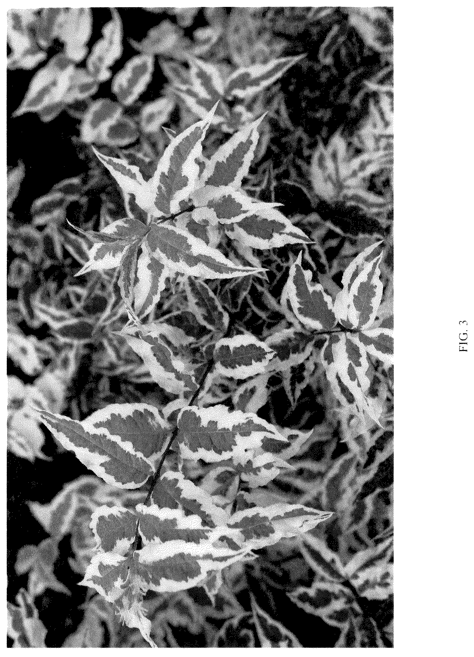 Patent USPP036114 Figure 3 – Diervilla plant named ‘G2X88544VAR’