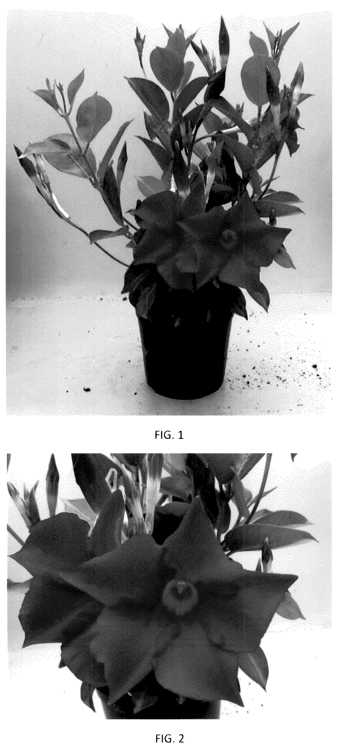 Patent USPP036115 — Mandevilla plant named ‘MANZ0029’ — Figure 1