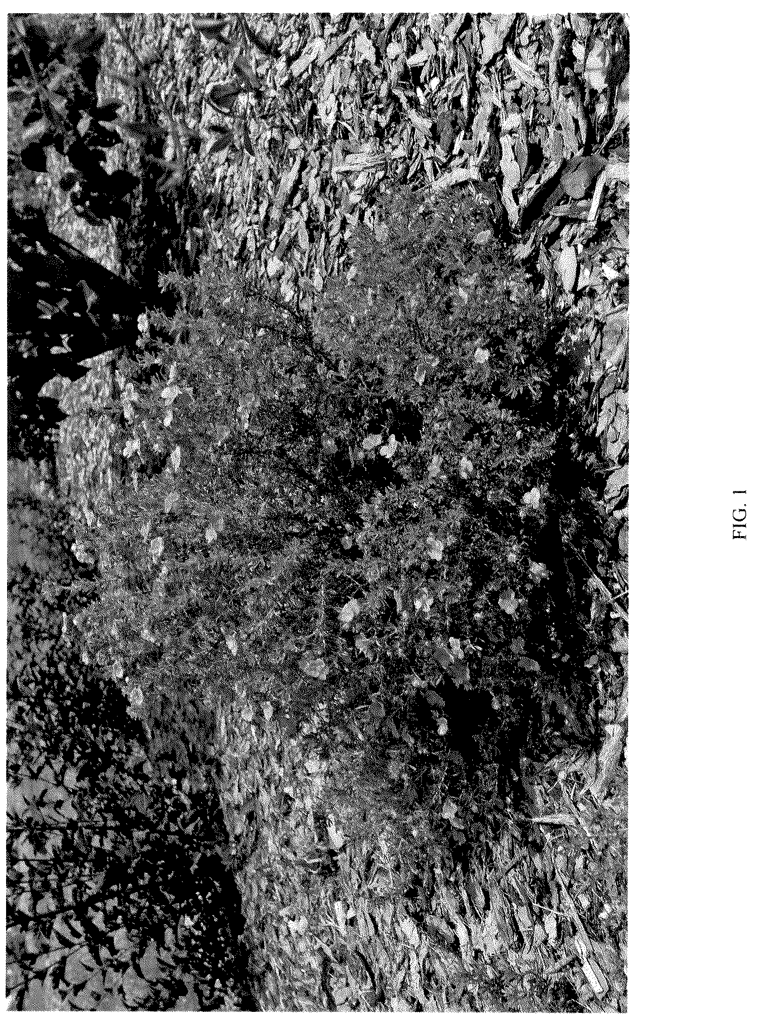 Patent USPP036116 Figure 1 – Dasiphora plant named ‘MINPOROUG01’