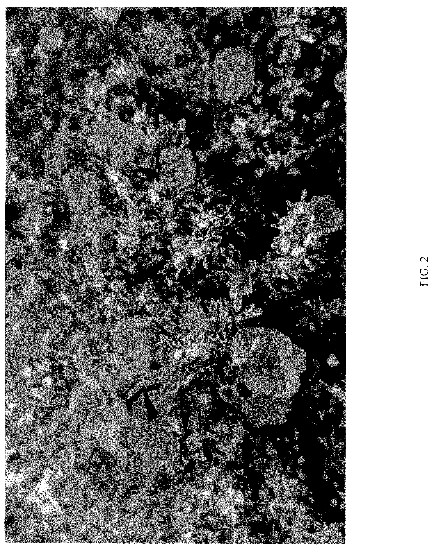Patent USPP036116 Figure 2 – Dasiphora plant named ‘MINPOROUG01’