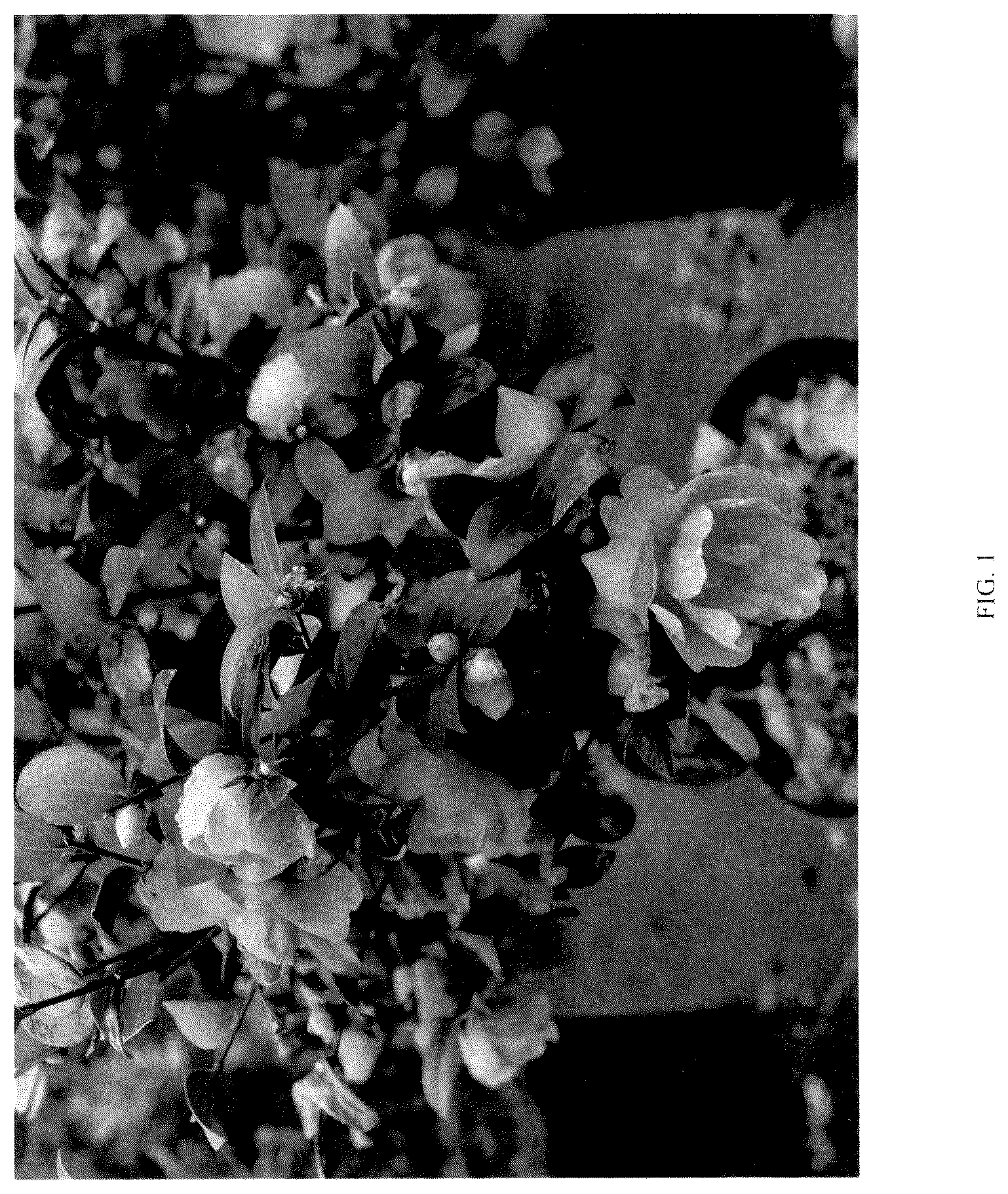 Patent USPP036117 Figure 1 – Camellia plant named ‘FARROWCJH’