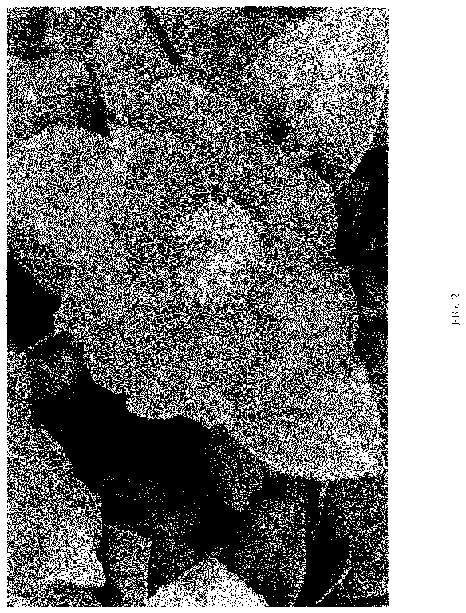 Patent USPP036117 Figure 2 – Camellia plant named ‘FARROWCJH’