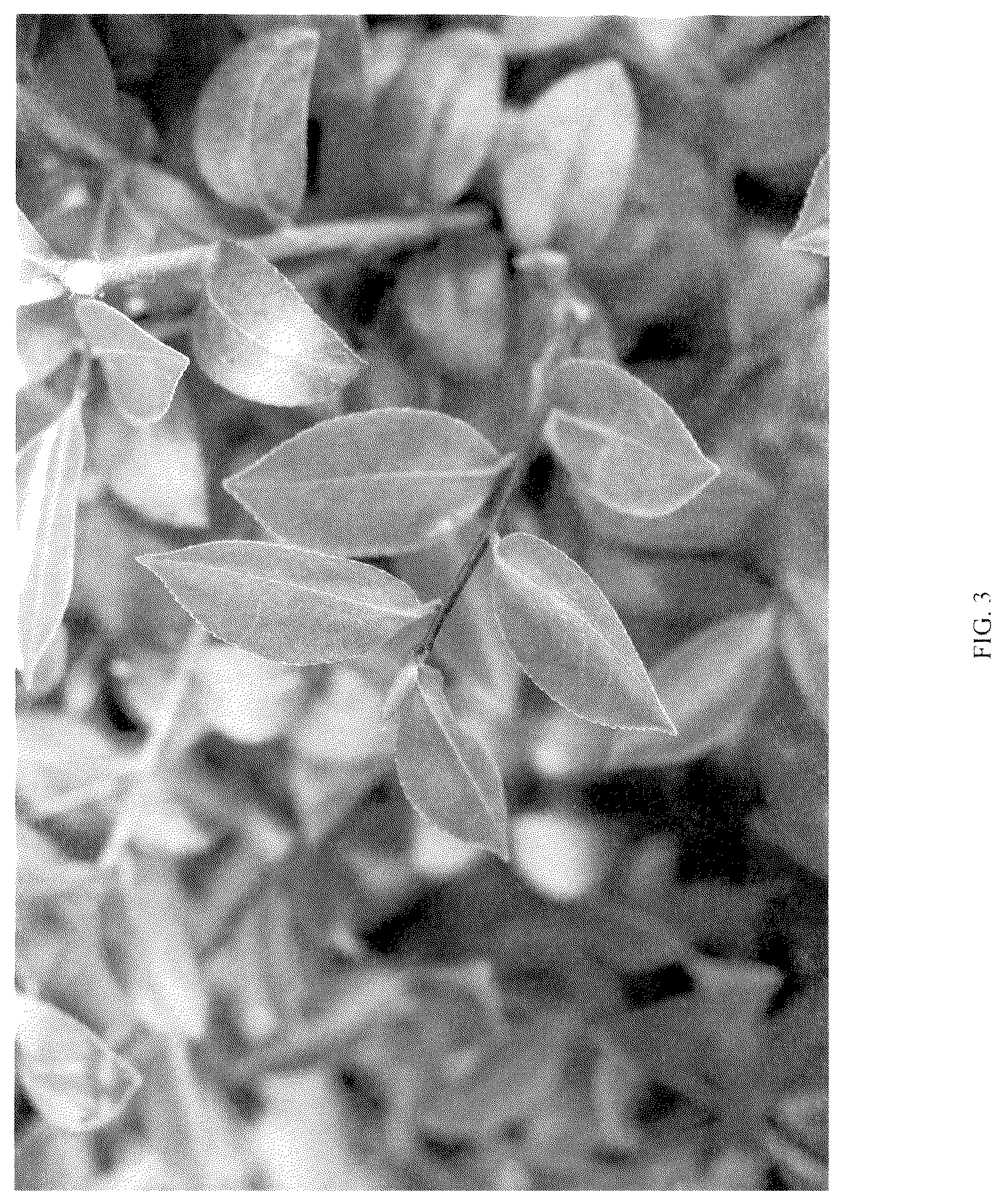 Patent USPP036117 Figure 3 – Camellia plant named ‘FARROWCJH’