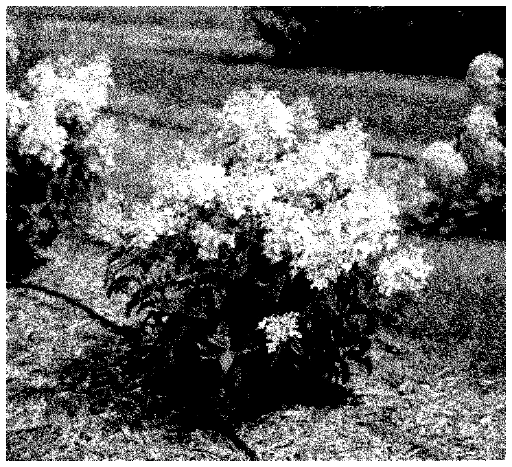 Patent USPP036118 Figure 1 – Hydrangea plant named ‘Bailpantwo’