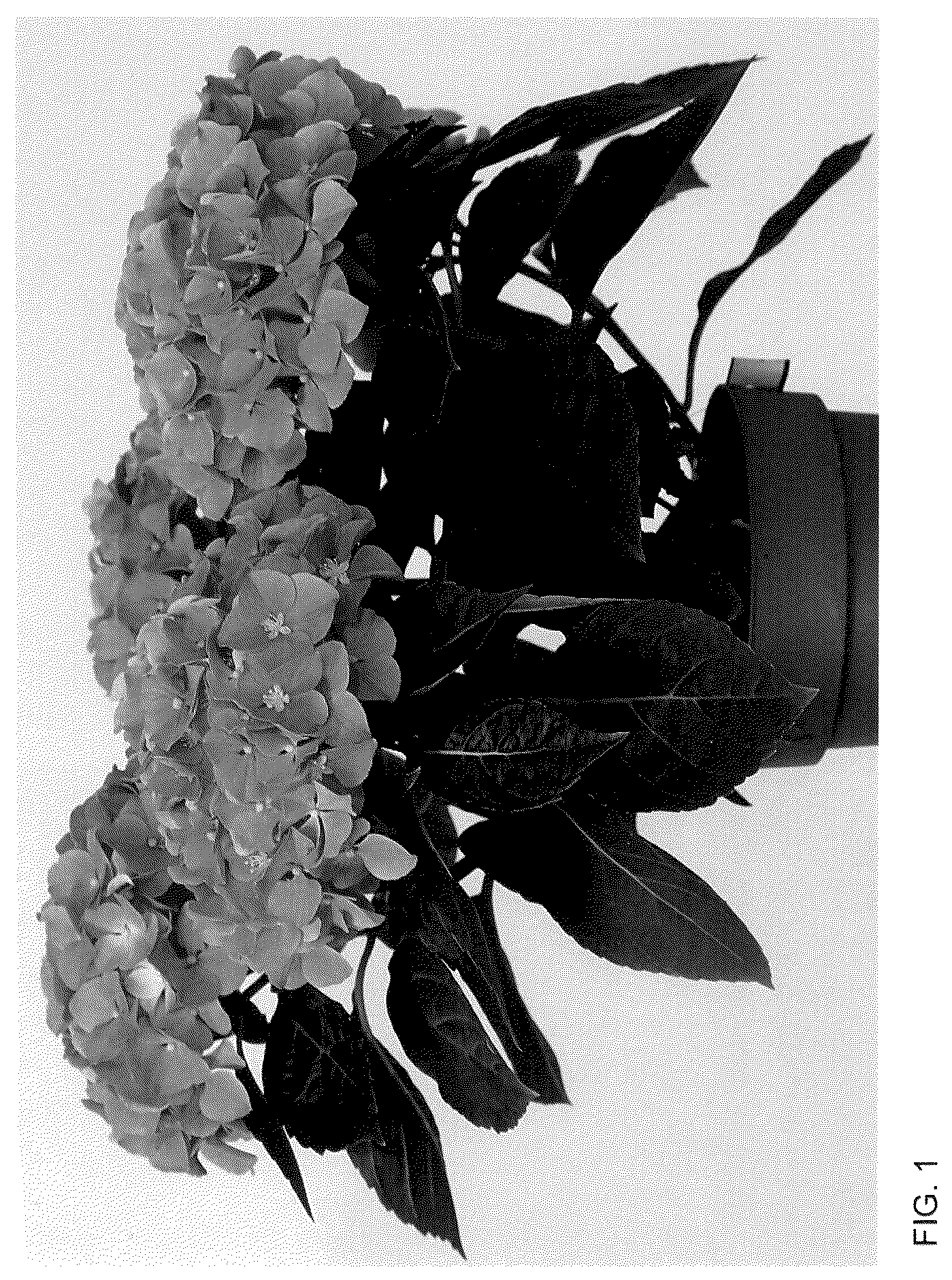 Patent USPP036119 Figure 1 – Hydrangea plant named ‘HIHALO59’