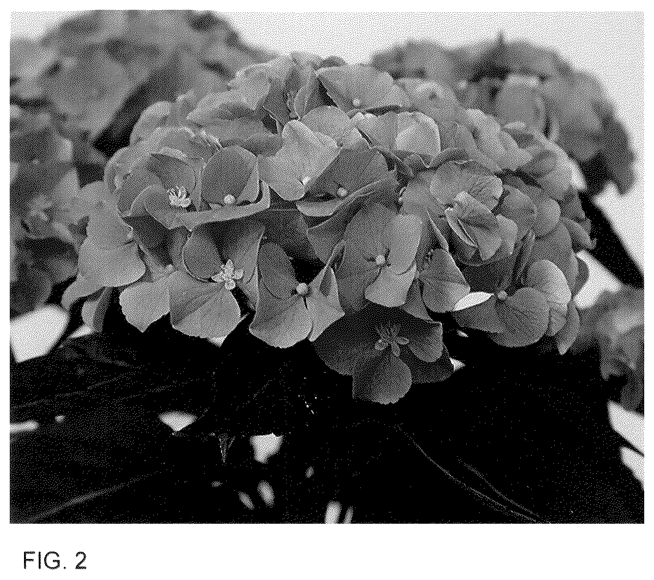 Patent USPP036119 Figure 2 – Hydrangea plant named ‘HIHALO59’
