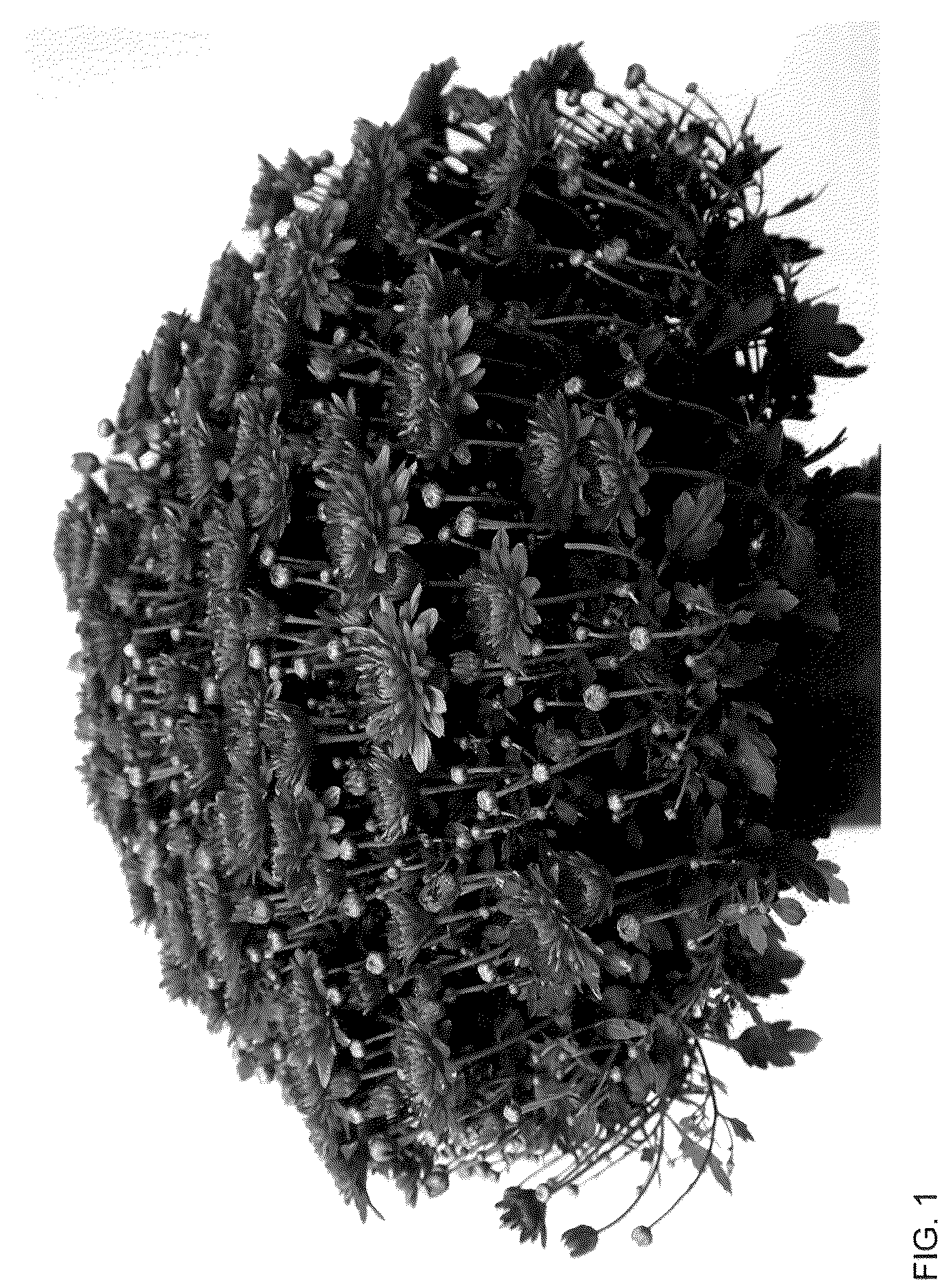 Patent USPP036120 — Chrysanthemum plant named ‘Josarama’ — Figure 1