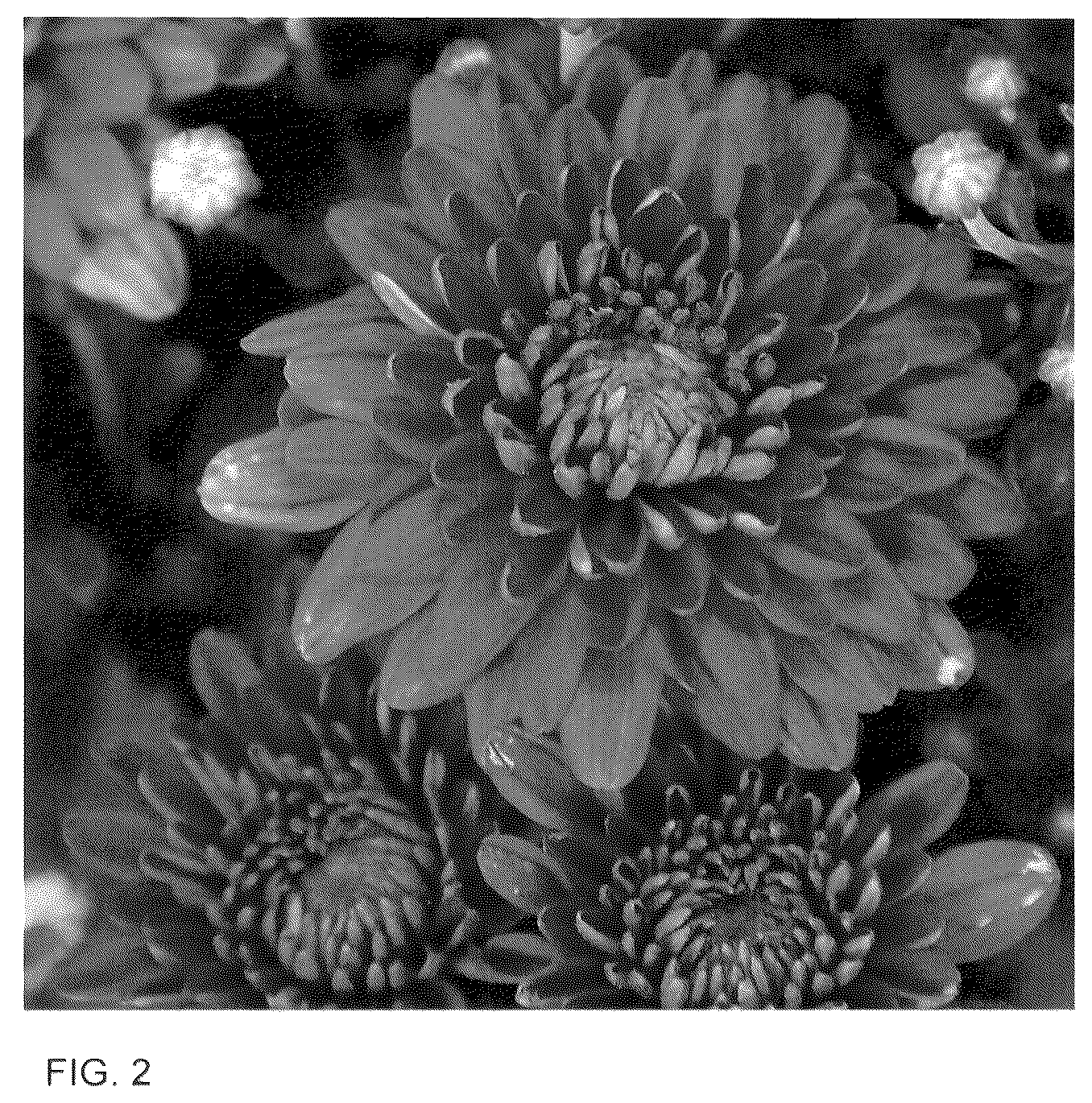 Patent USPP036120 Figure 2 – Chrysanthemum plant named ‘Josarama’